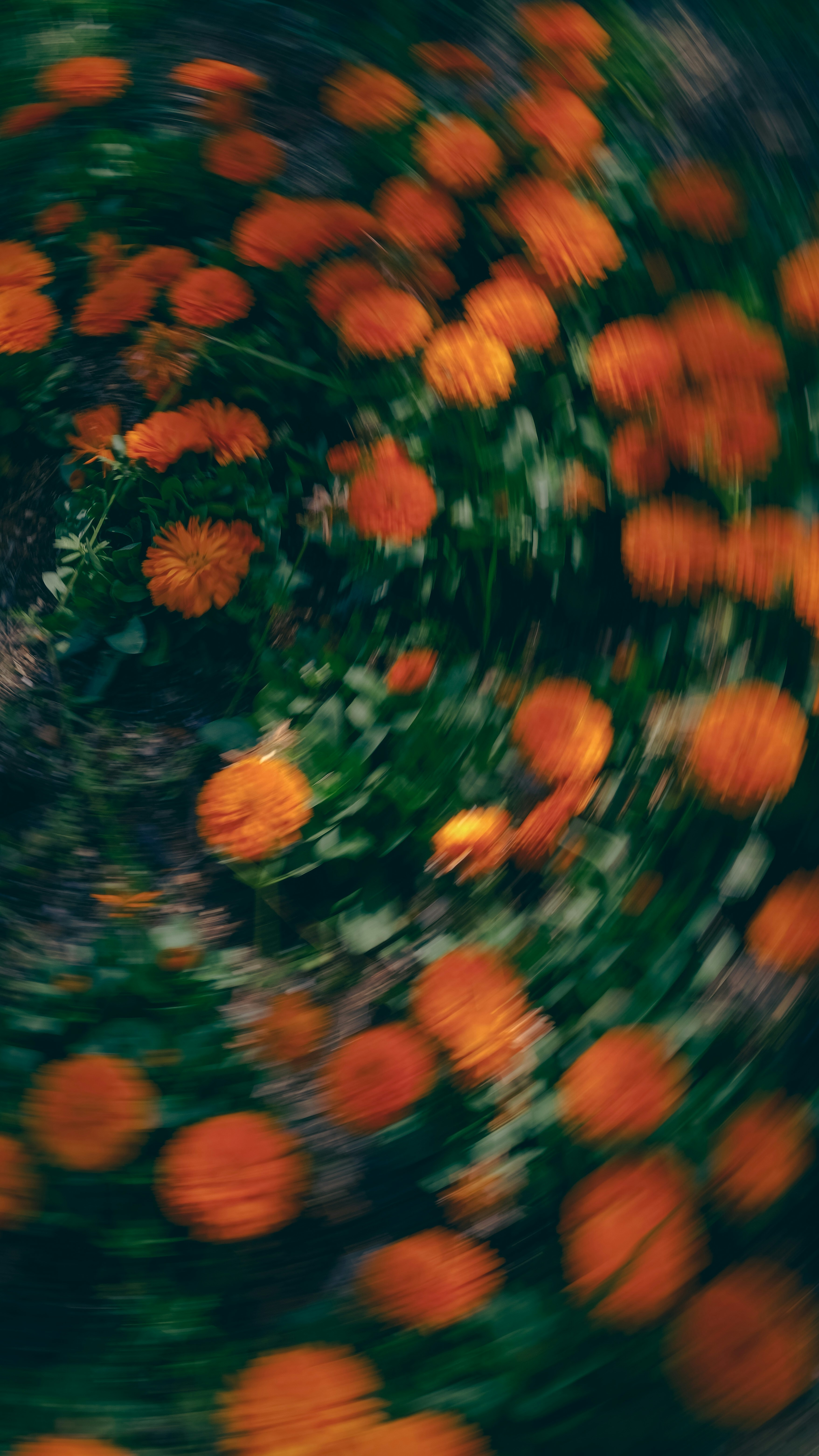 Photo by saudade_bne