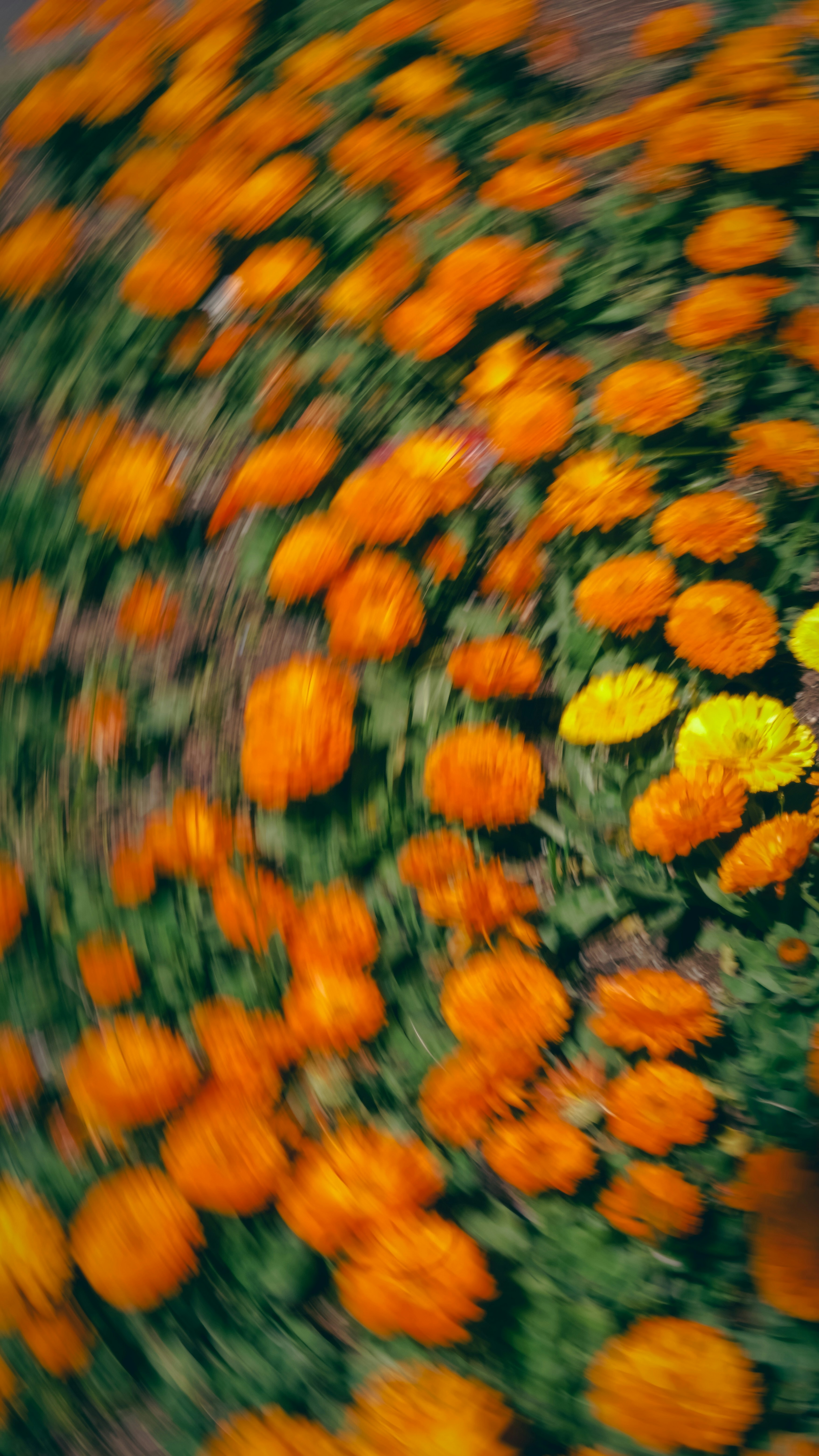 Orange and yellow flowers in a field