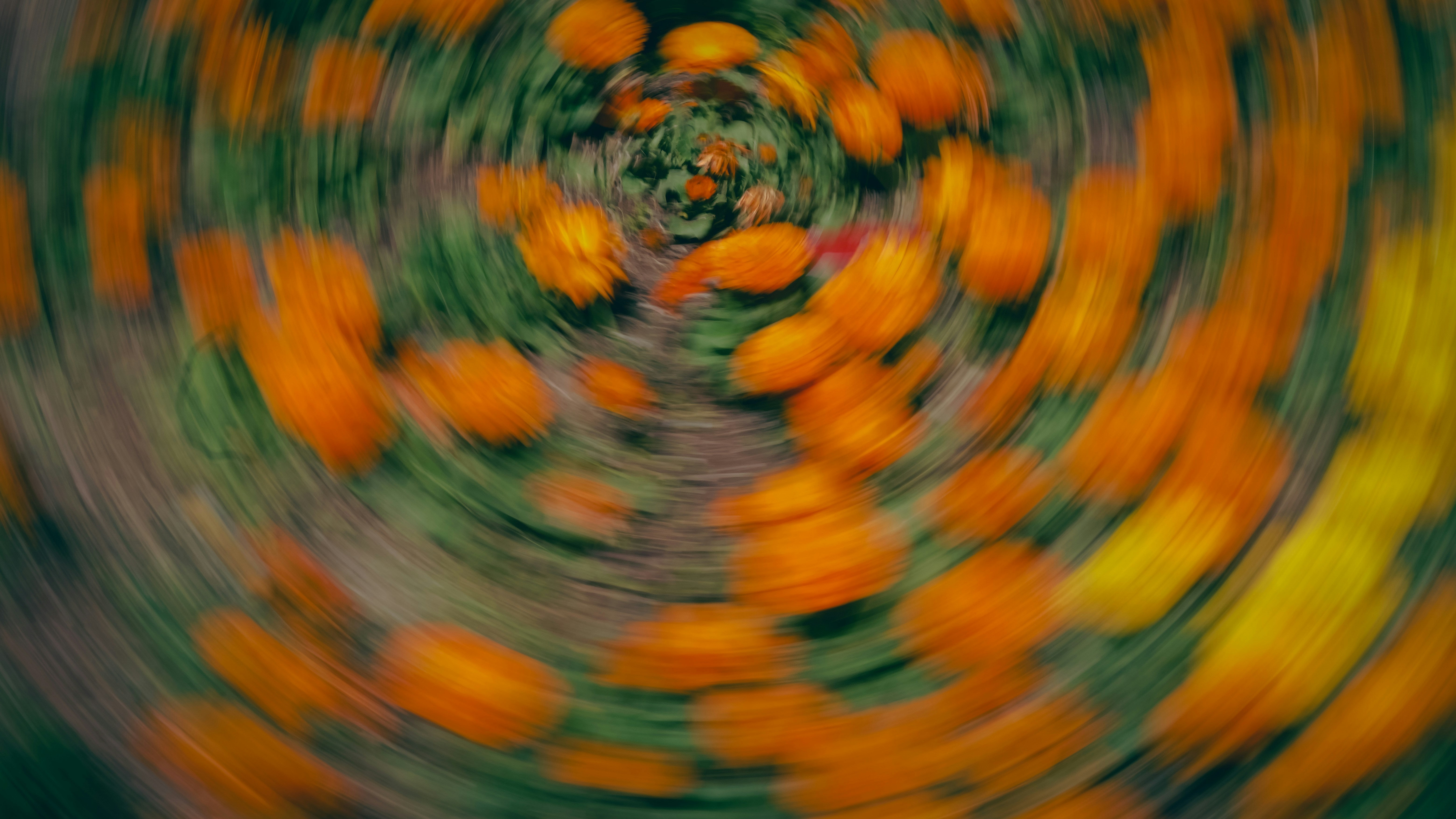 Orange flowers with a swirling motion effect