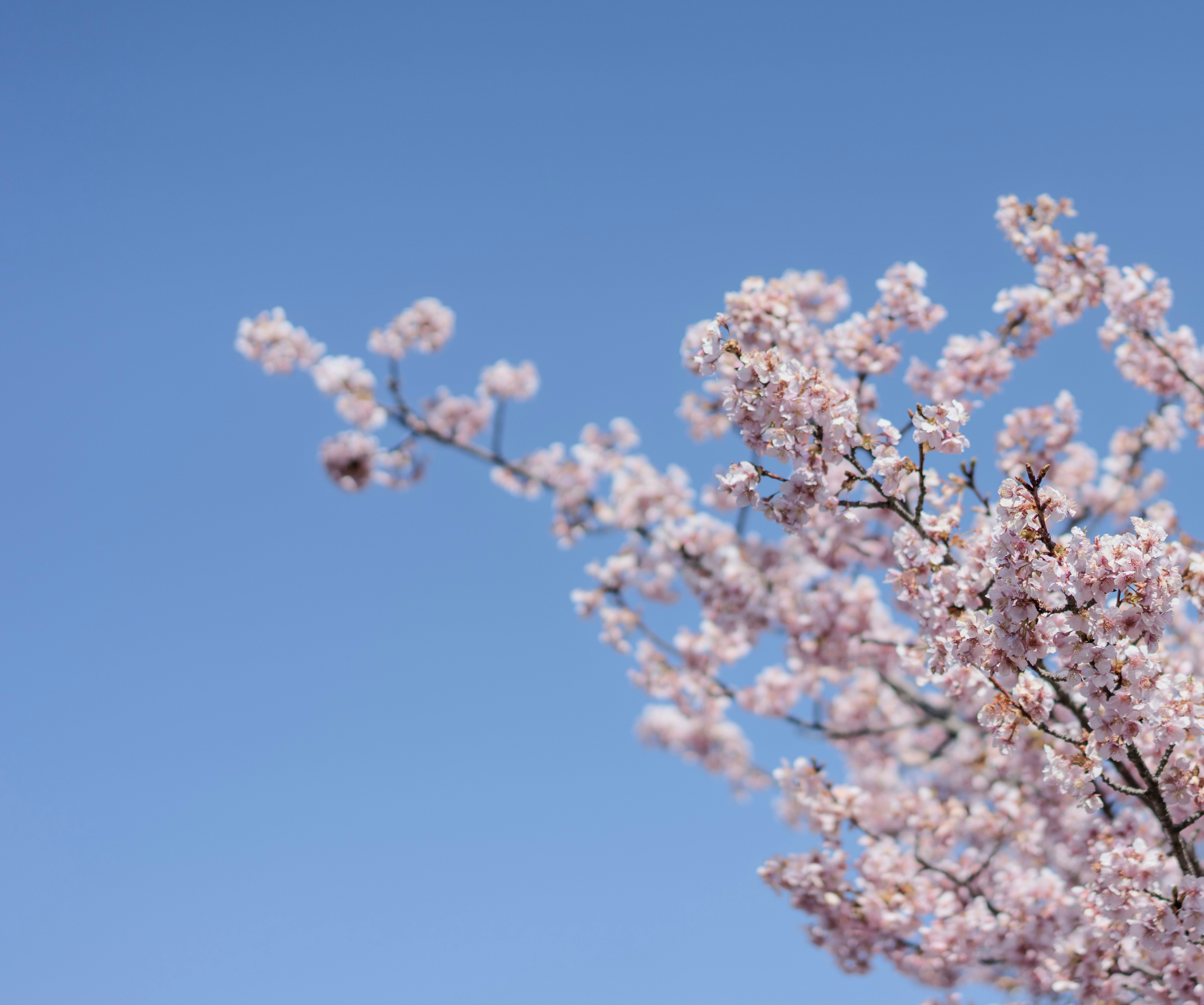 Photo by juniperphoton