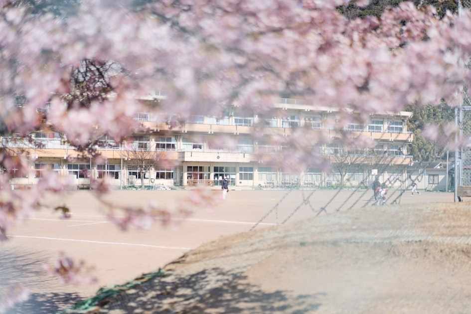 桜の咲く校舎と春の卒業シーズン