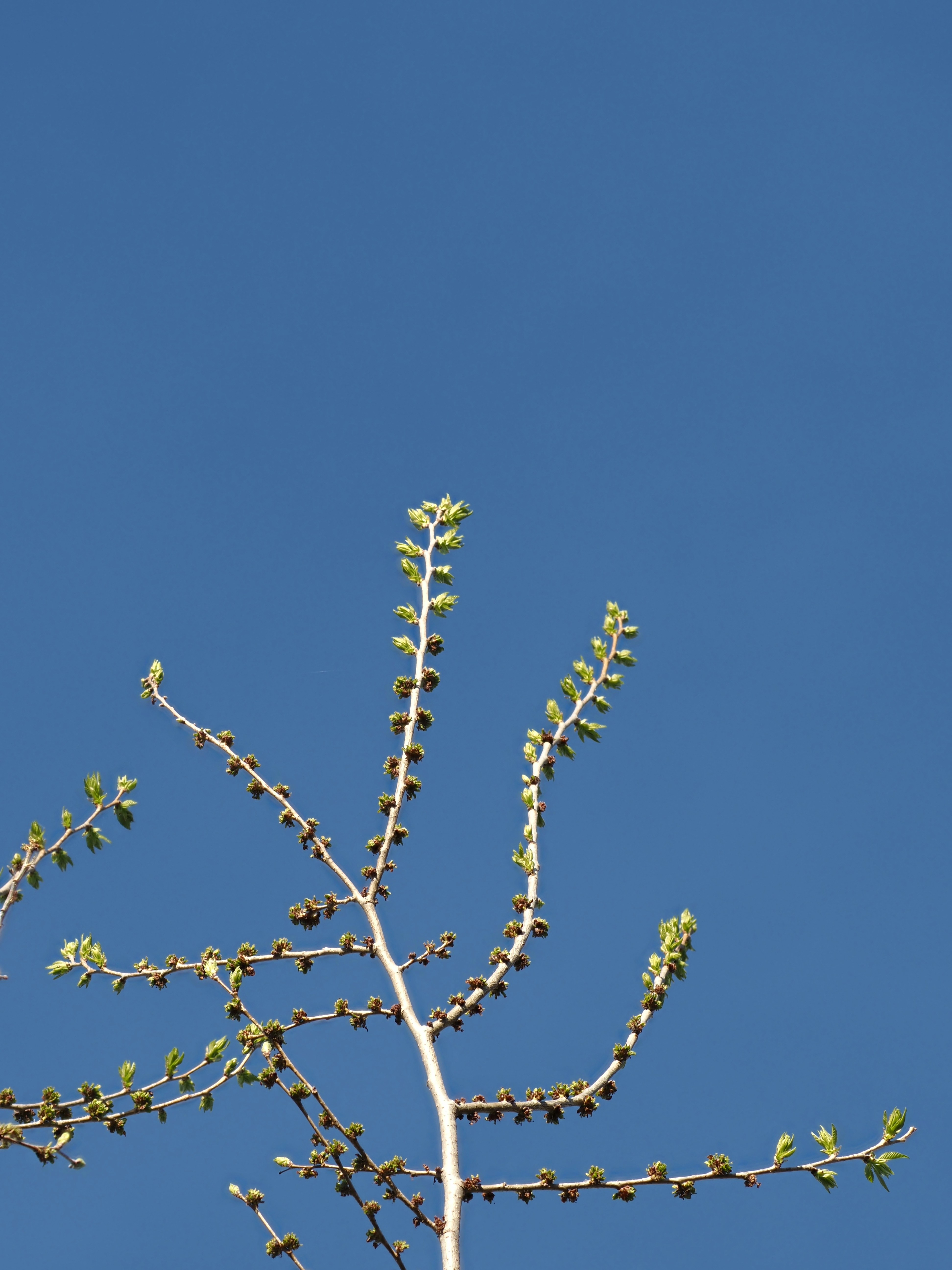 Una rama desnuda de árbol contra un cielo azul claro.