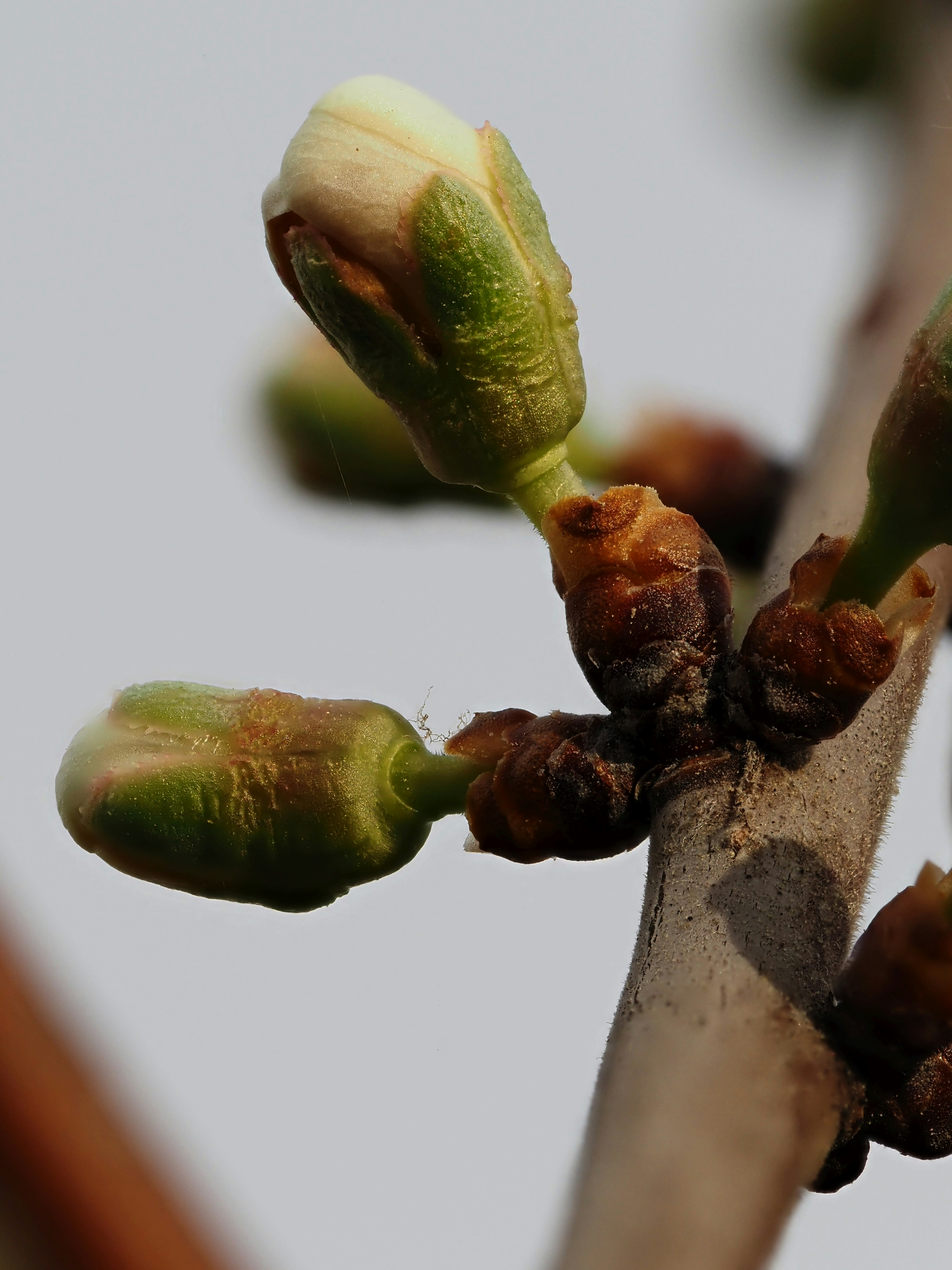 Un primer plano de una rama de árbol con nuevos brotes formándose.