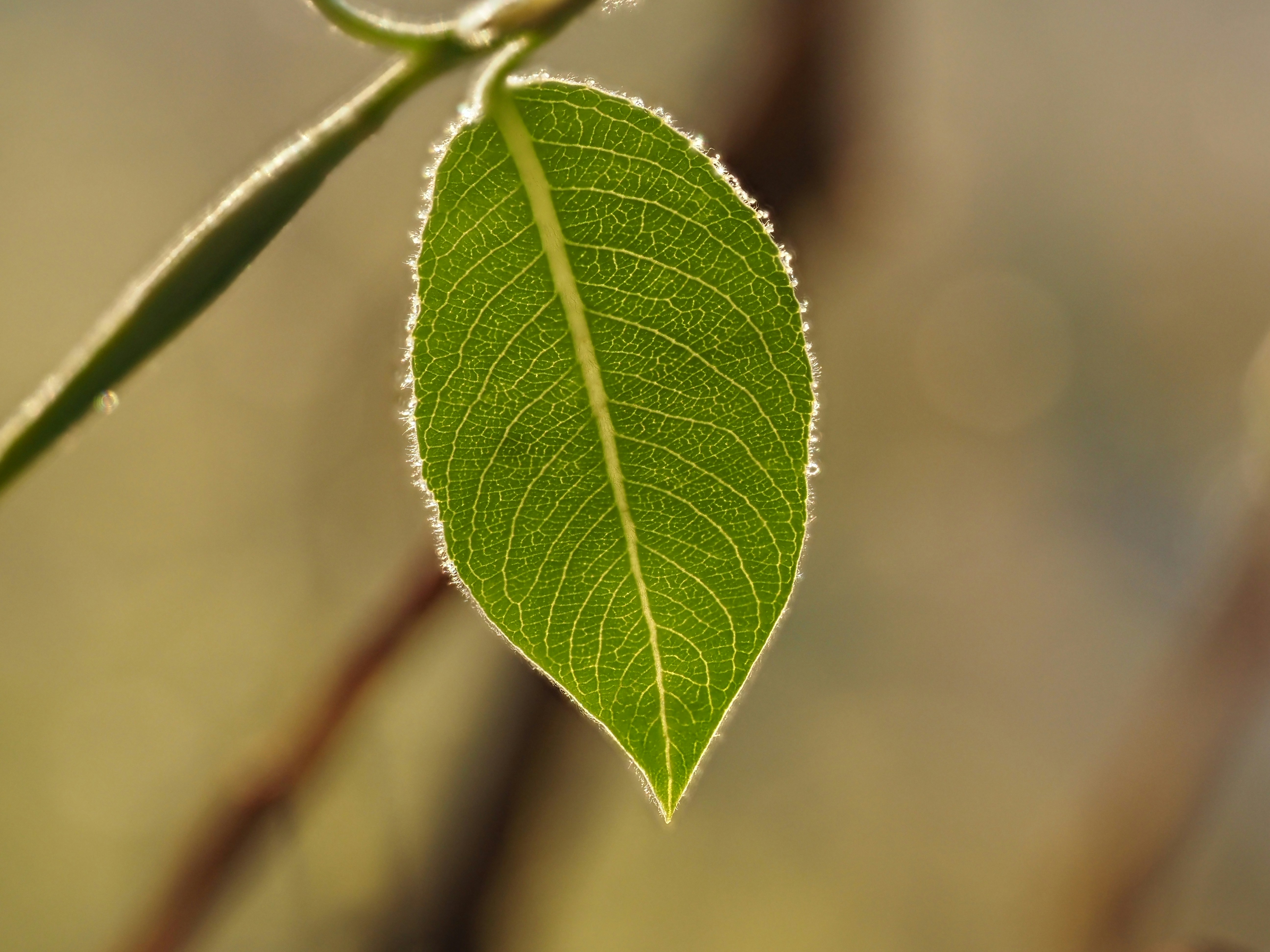 Una sola hoja verde con escarcha en los bordes