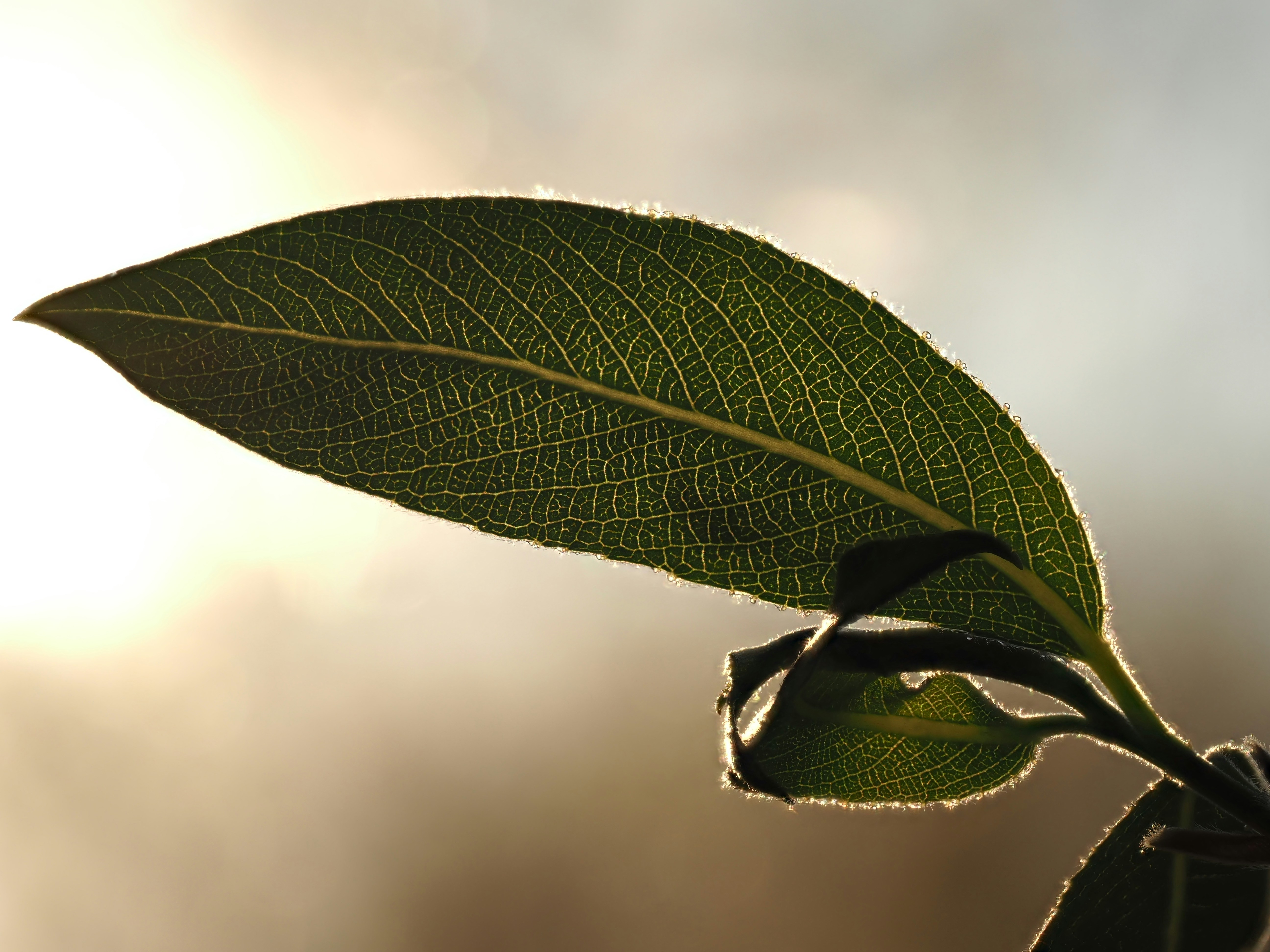 Primer plano de una hoja verde con venas intrincadas.