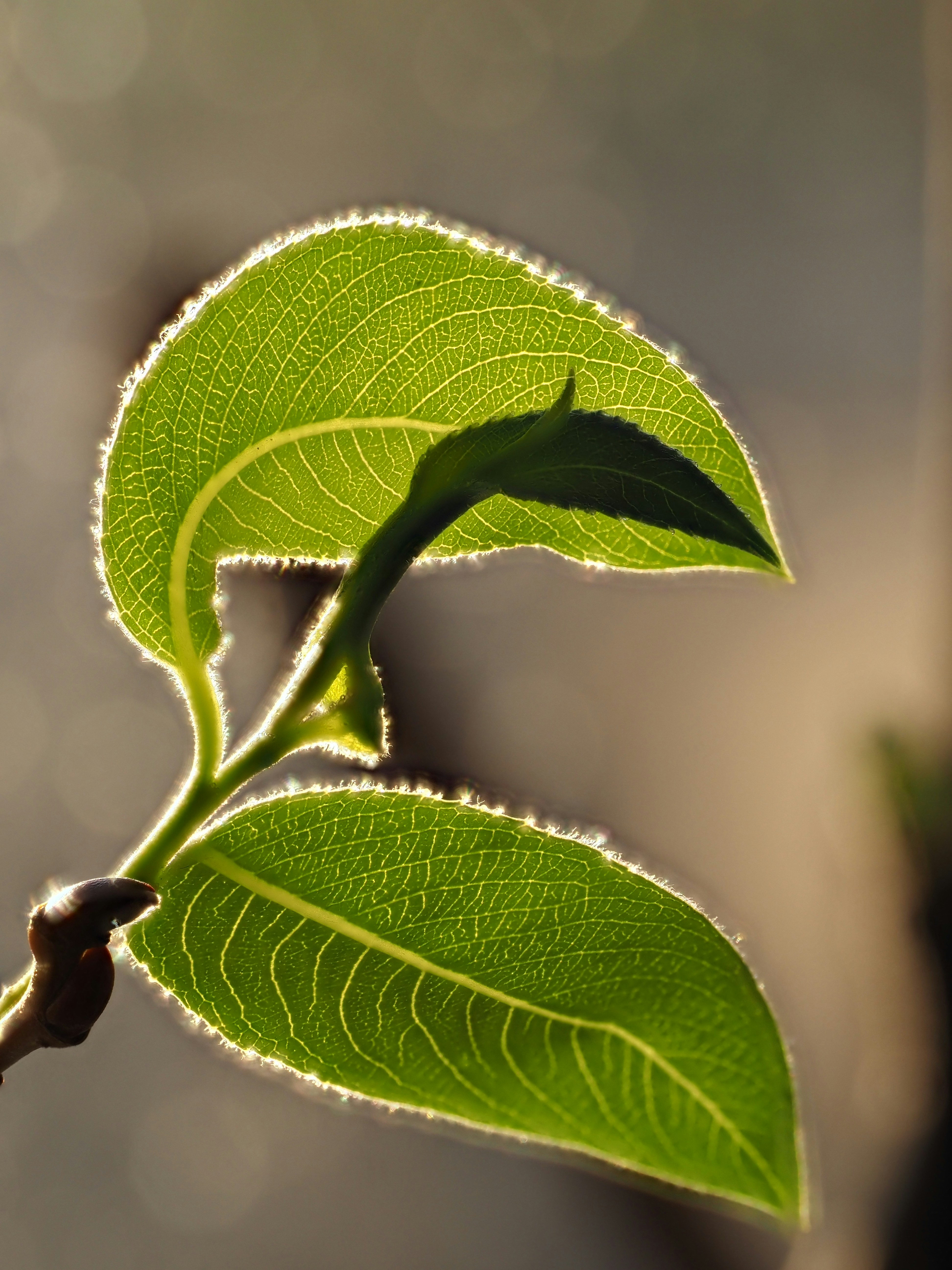 Primer plano de hojas verdes retroiluminadas con delicadas venas.