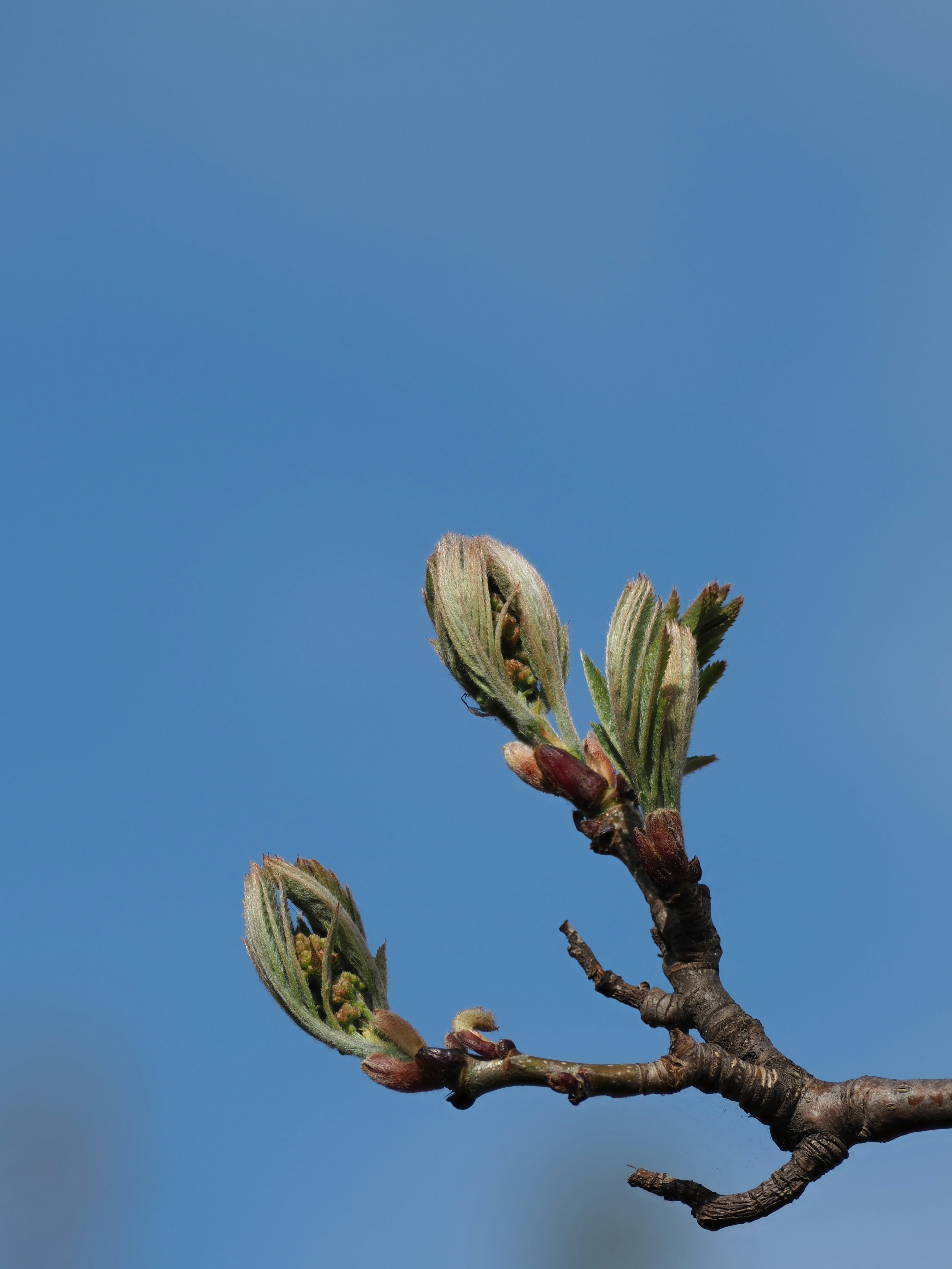 Nuevos brotes de peral abriéndose contra un cielo azul