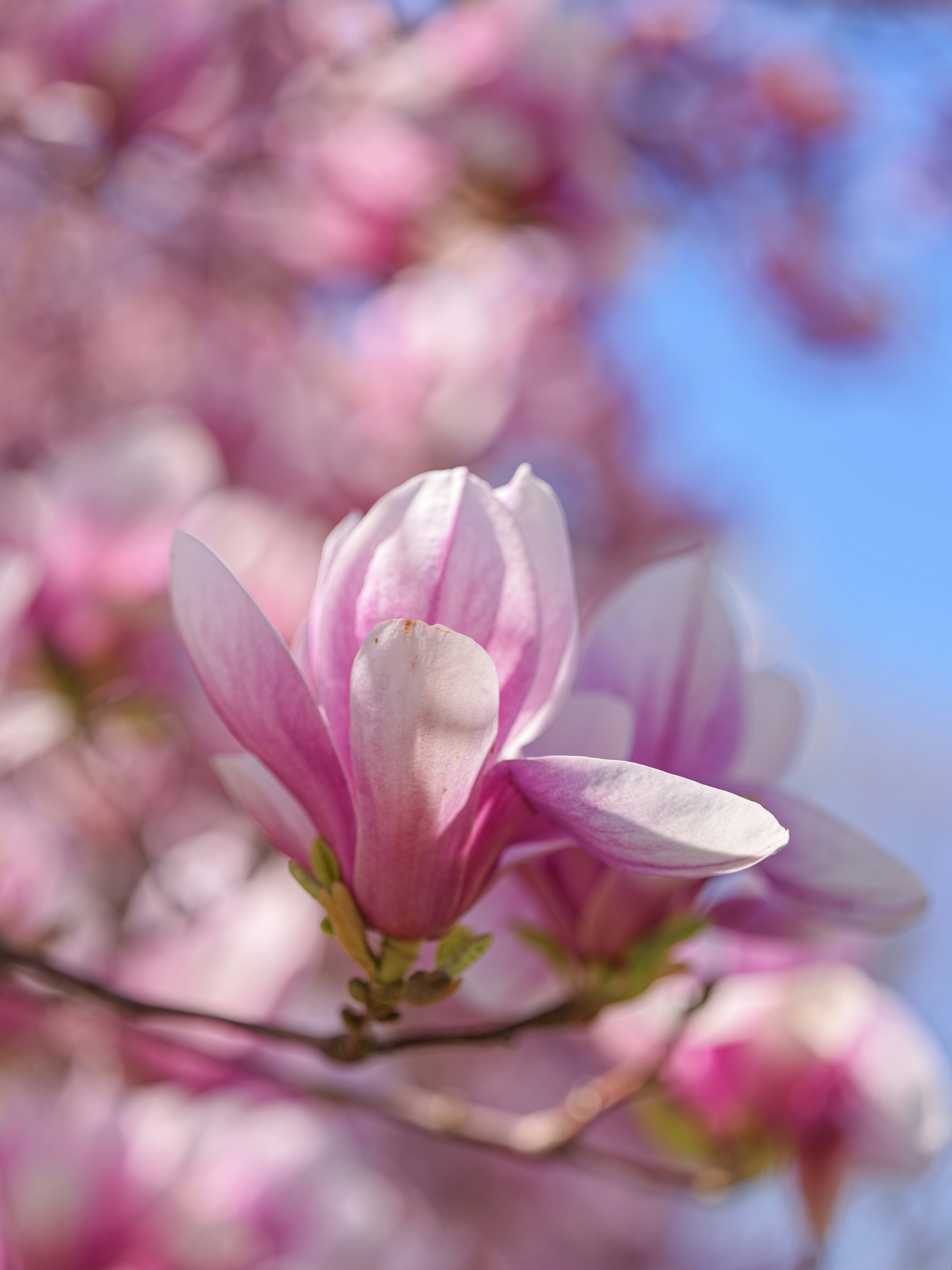 Flores de magnolia rosa floreciendo en un brillante día de primavera