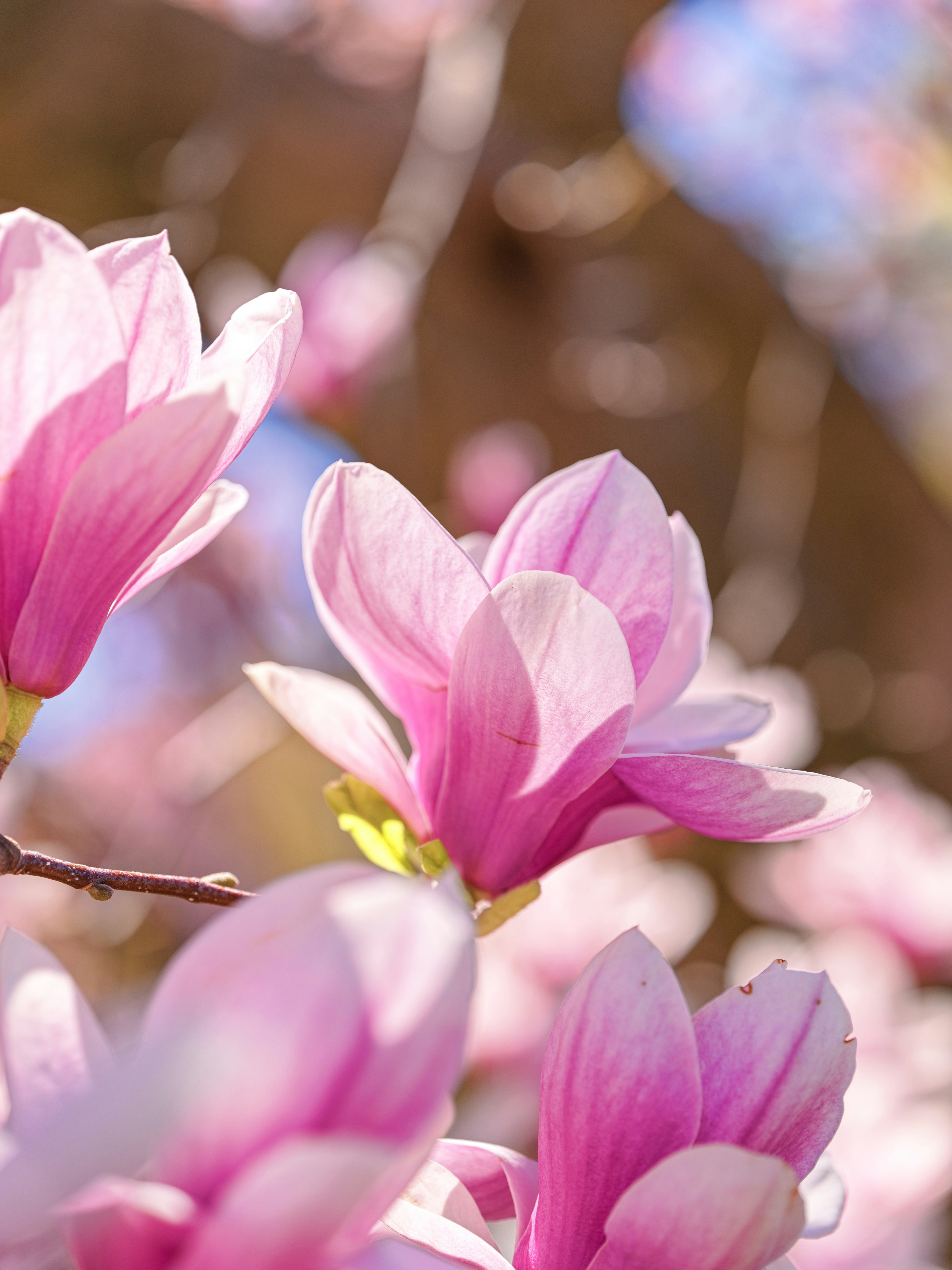 Primer plano de las flores de magnolia rosas bajo la suave luz del sol.