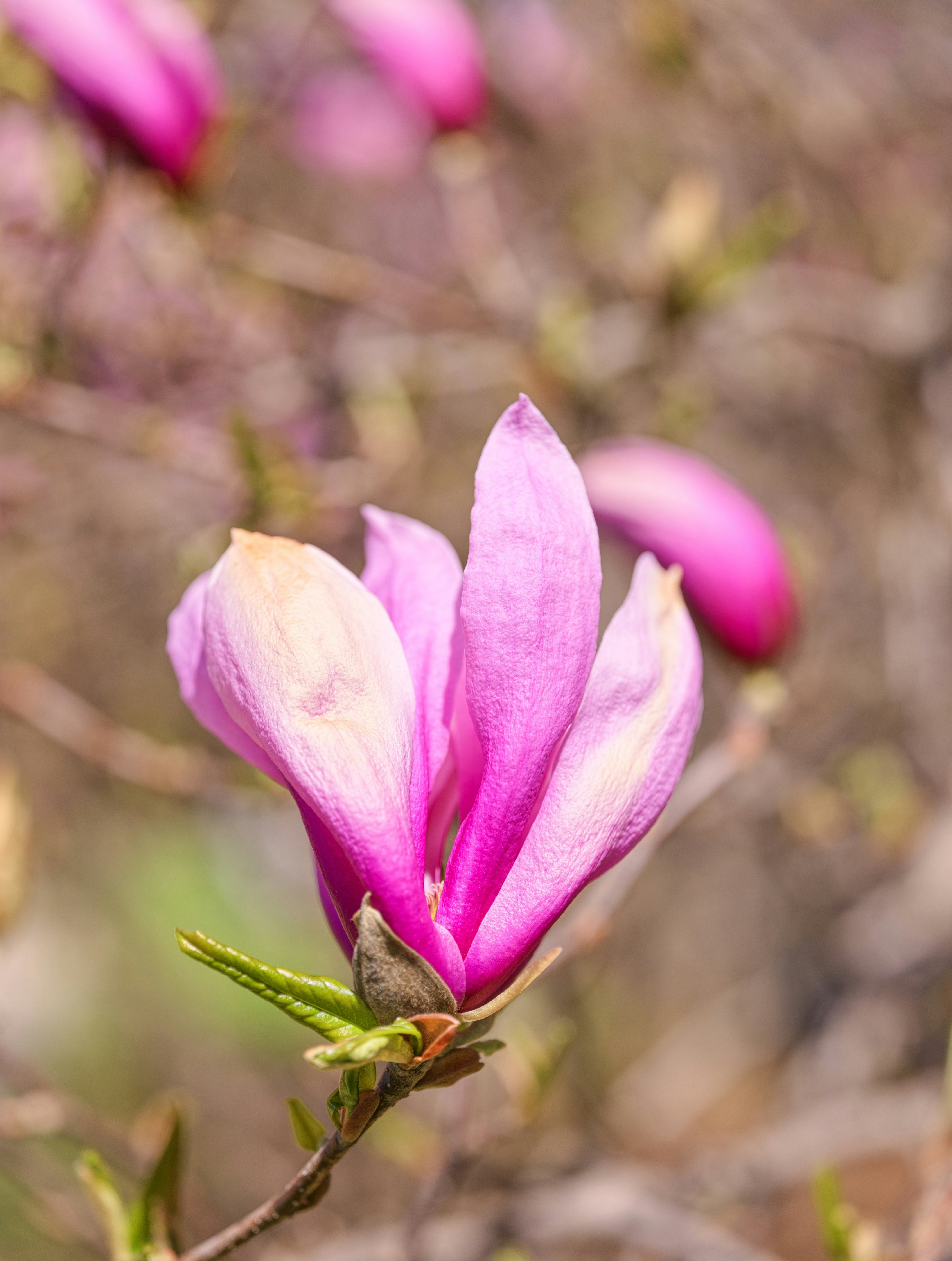 Un primer plano de una flor de magnolia rosa vibrante floreciendo.
