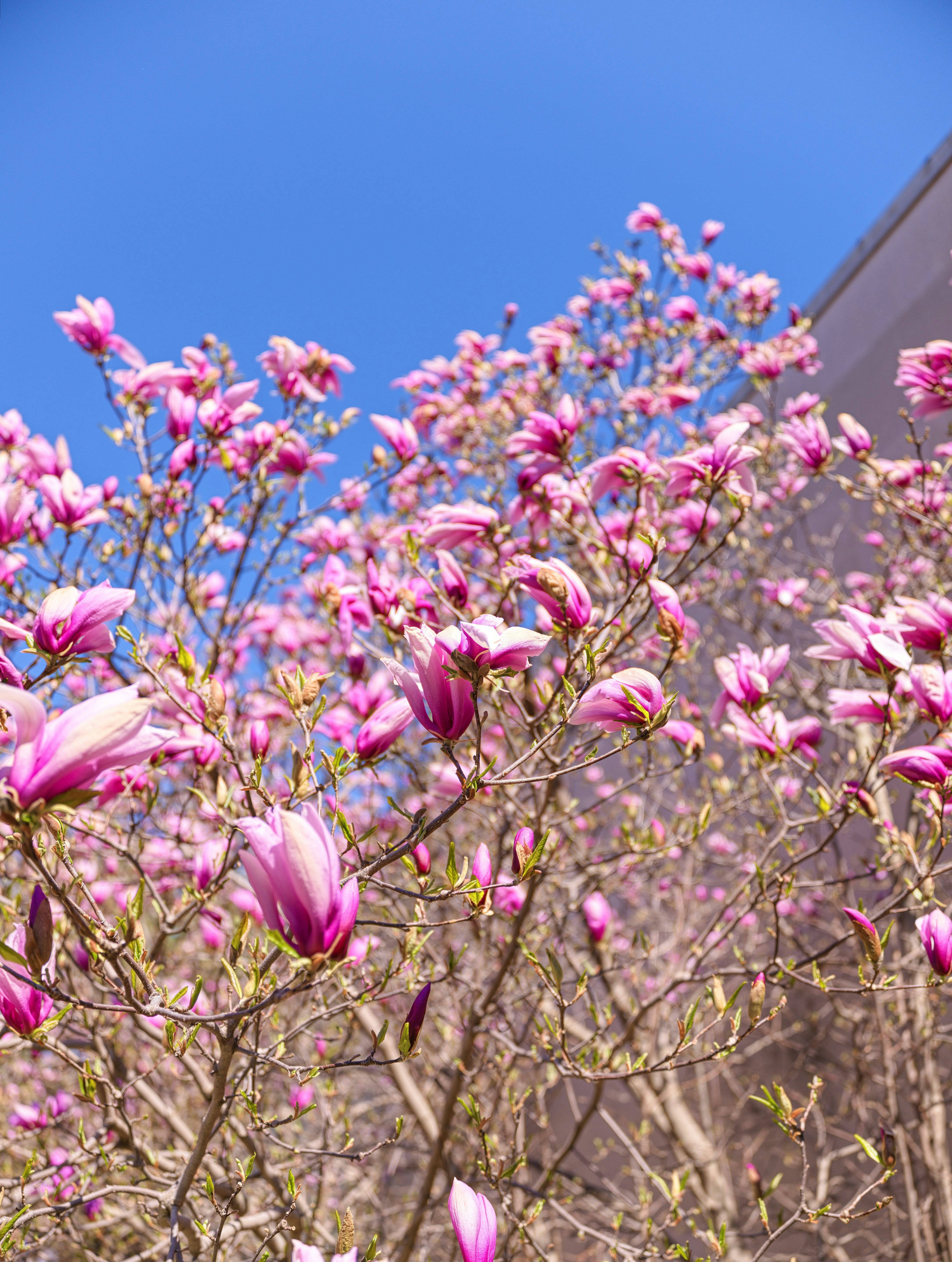 Una magnolia rosa florece contra un cielo azul claro.