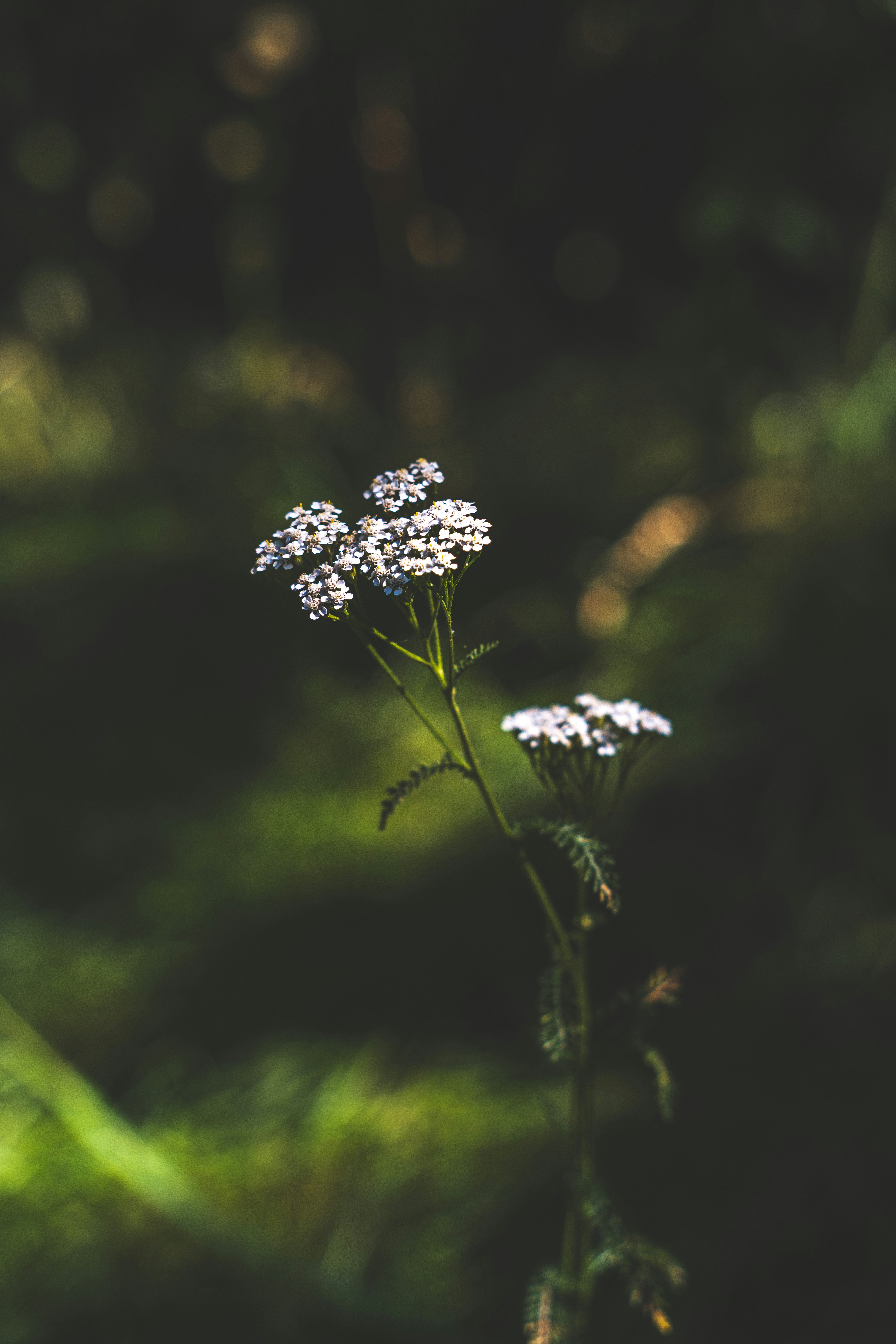 Photo by andrewws