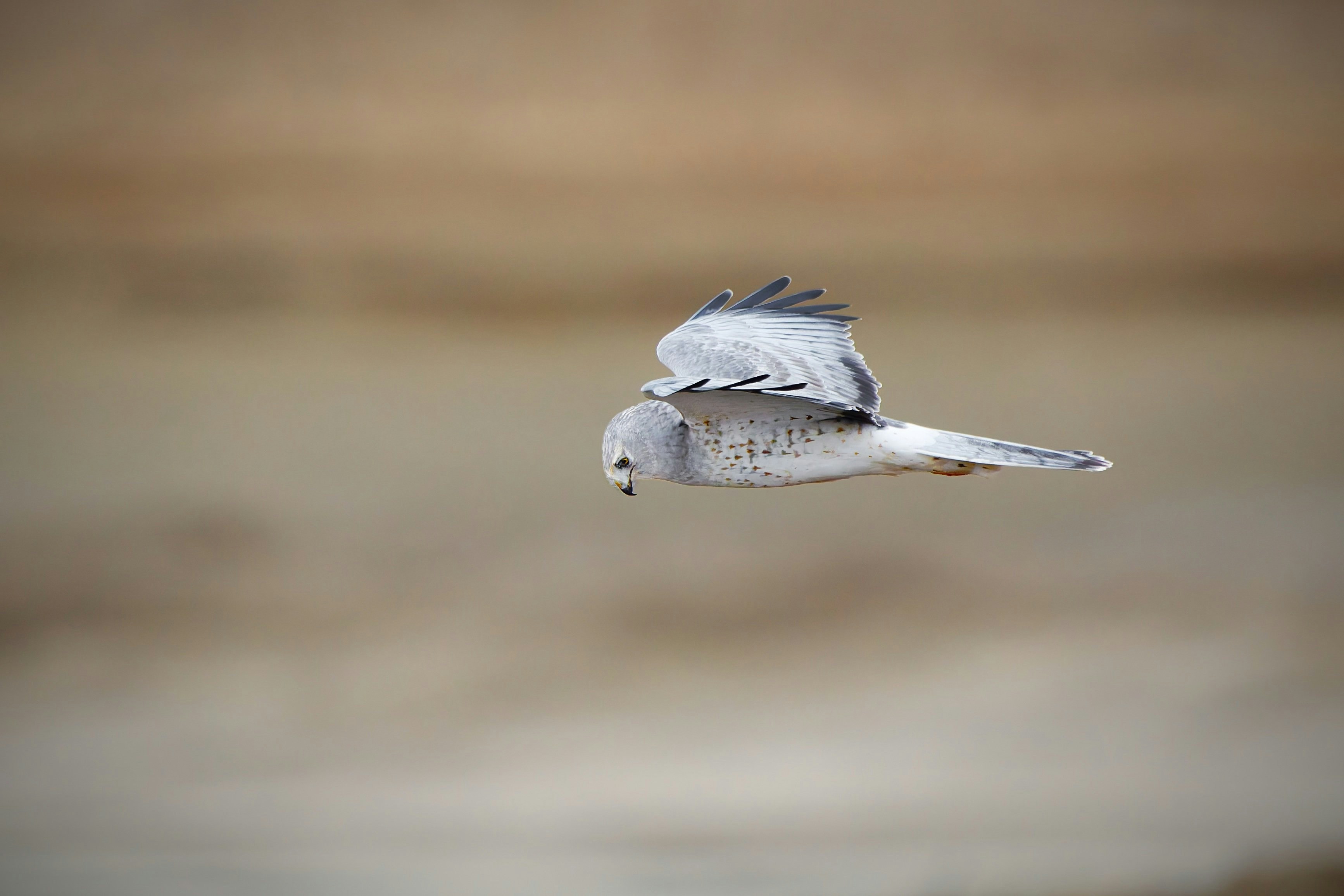 A grey hawk flies in mid-air with wings spread
