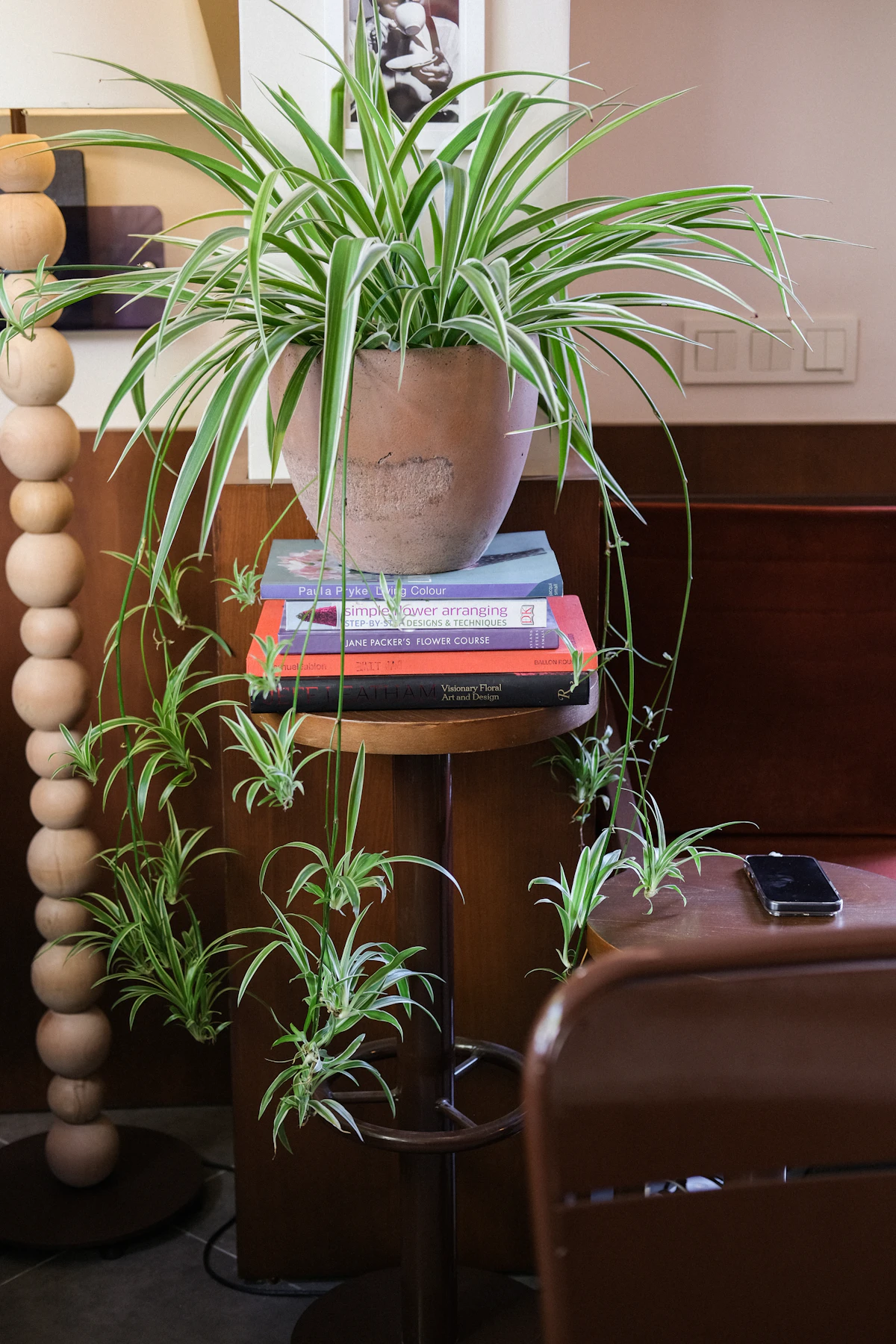 Spider plant with small attached plantlets cascading from the mother plant