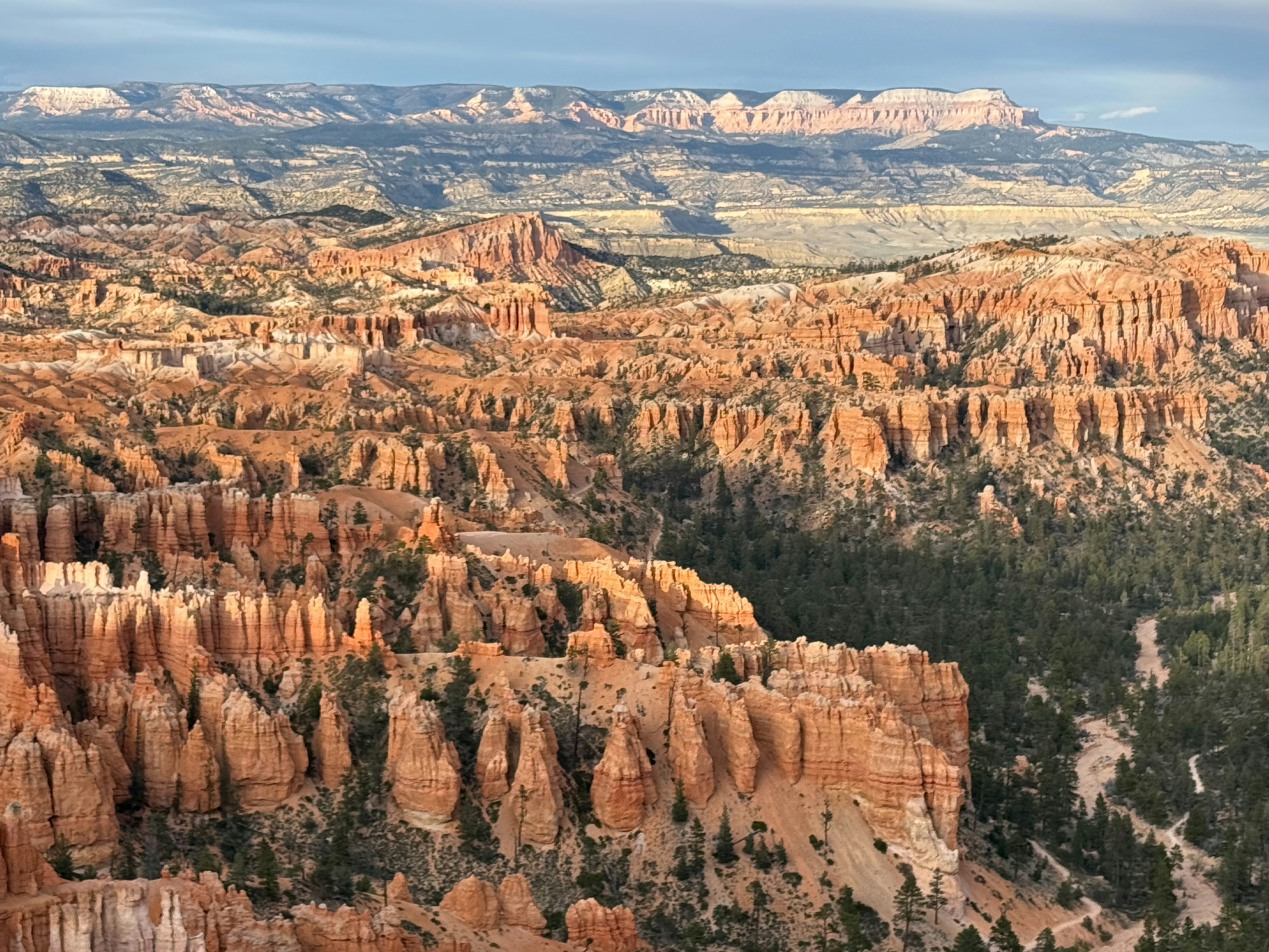 Hoodoos and pine trees in a vast desert canyon