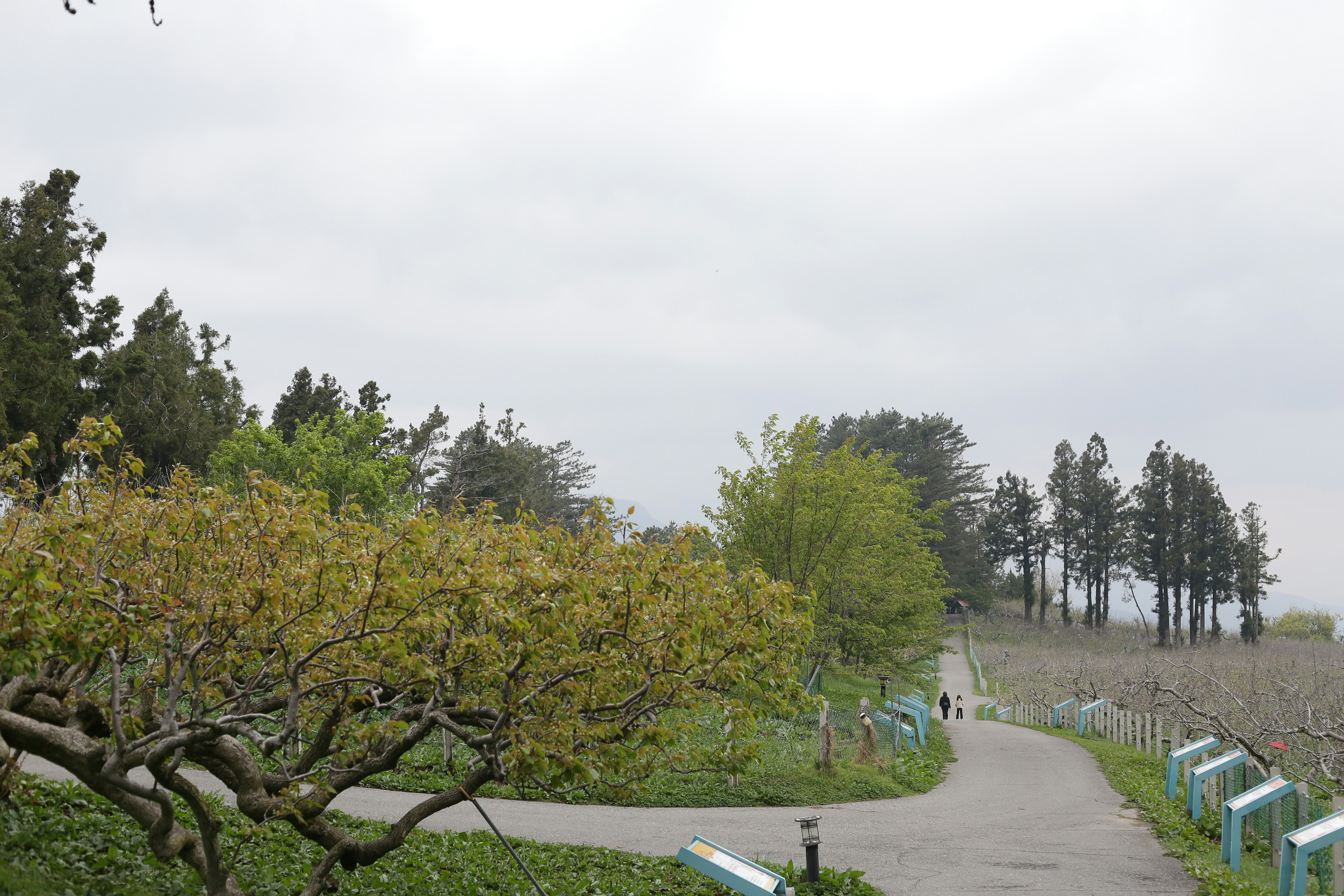 A paved path winds through a park with trees. 풍경 사진