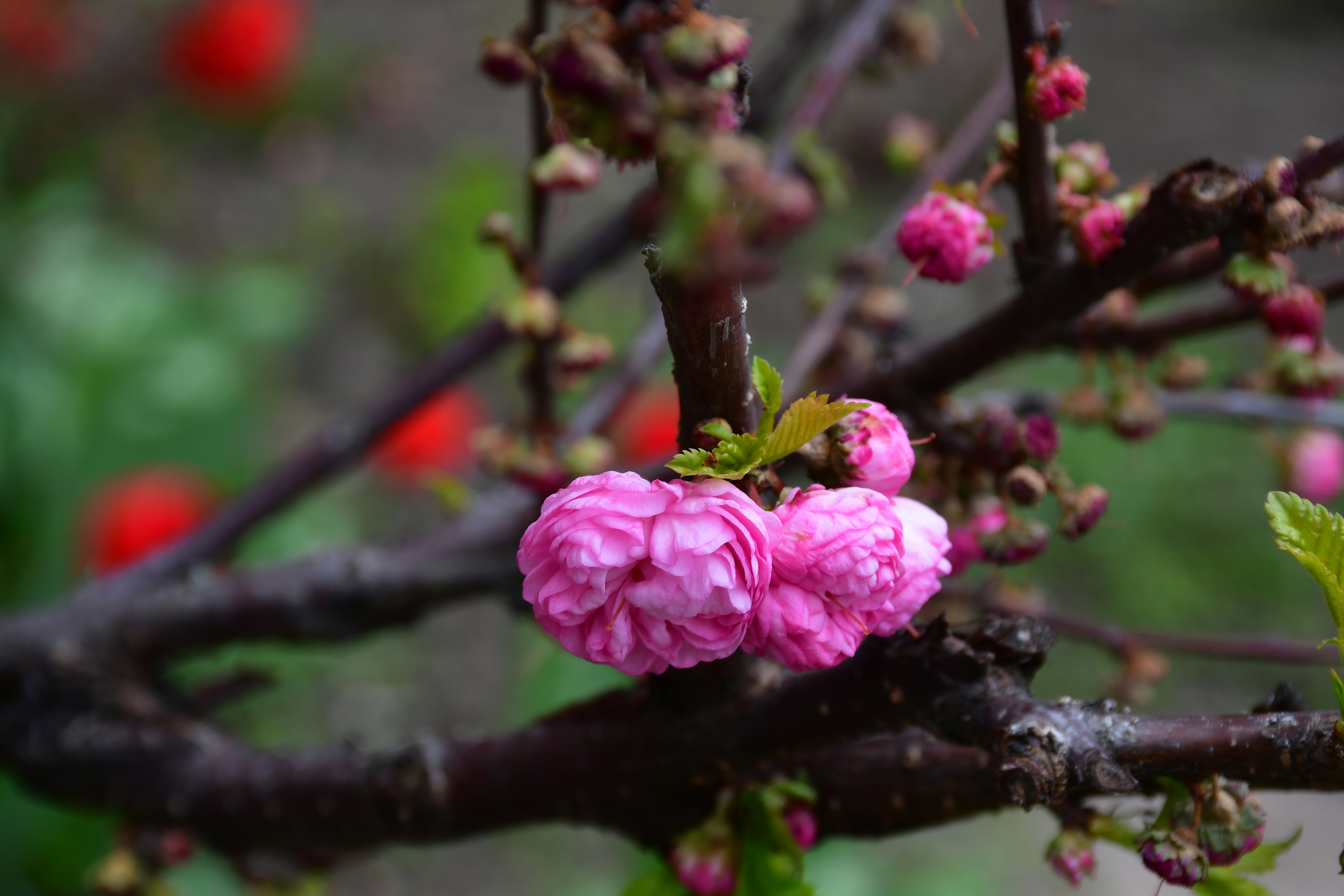 Des fleurs de cerisier roses sur une branche d’arbre