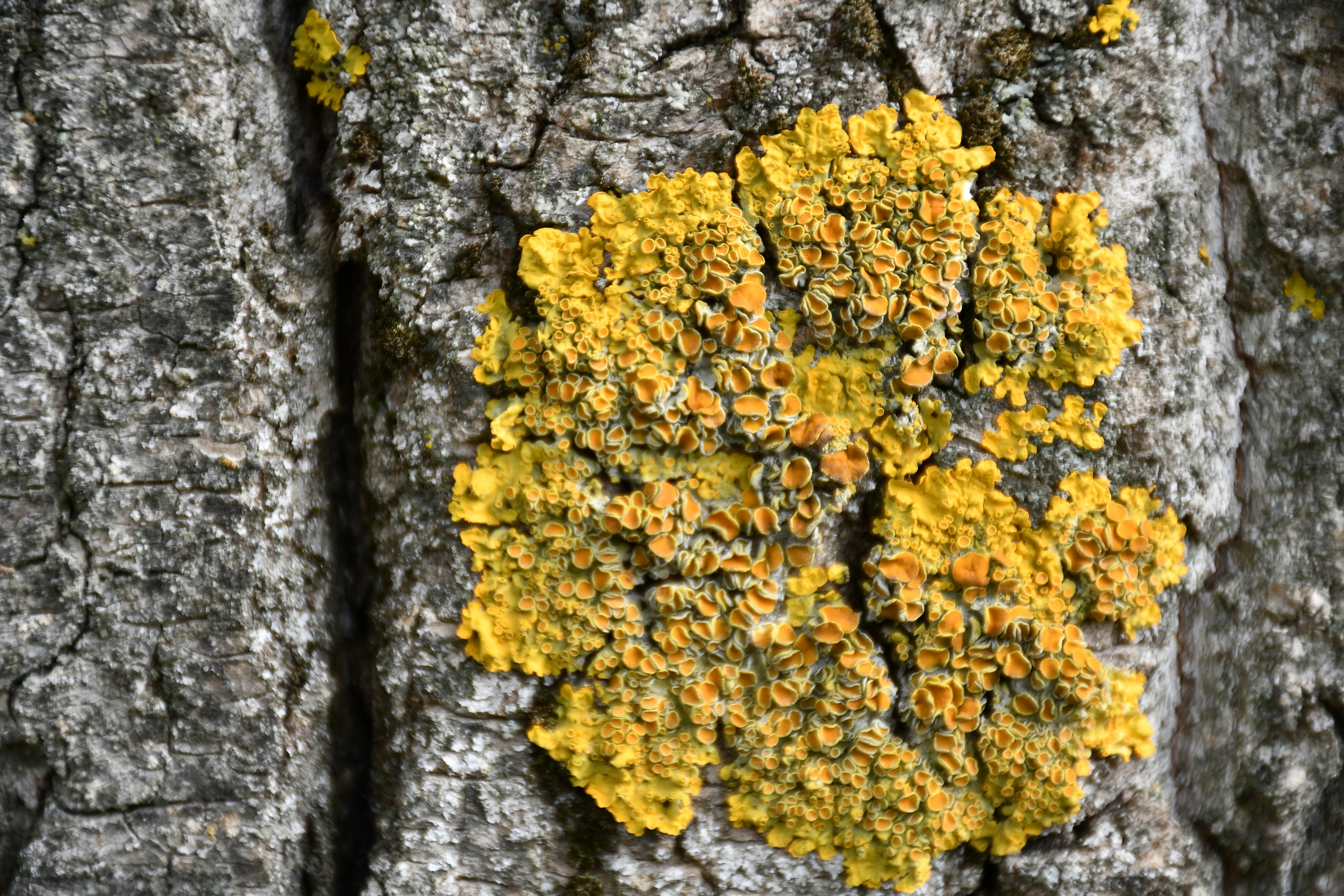Du lichen jaune poussant sur l’écorce rugueuse d’un arbre