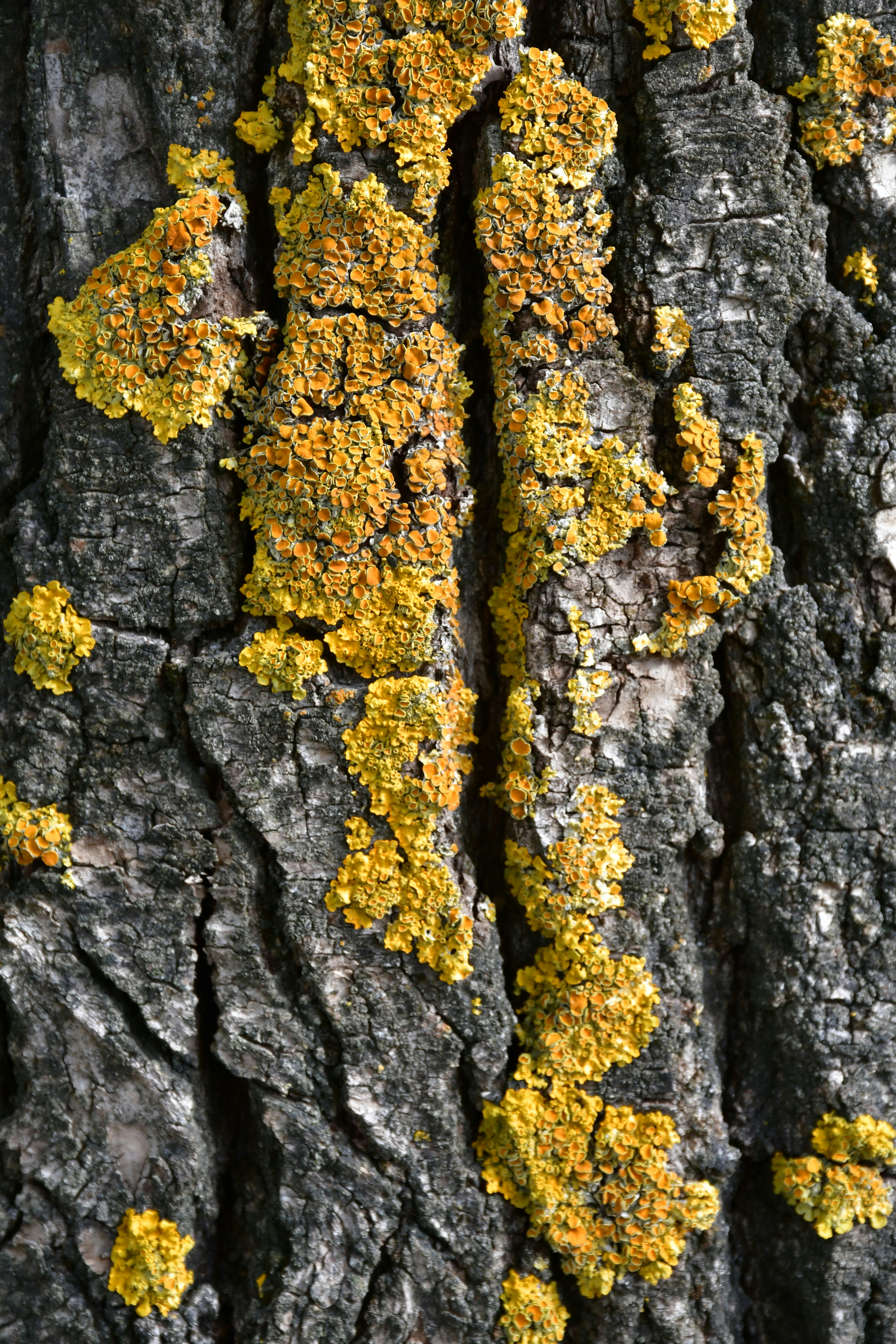 Lichen jaune poussant sur l’écorce foncée des arbres