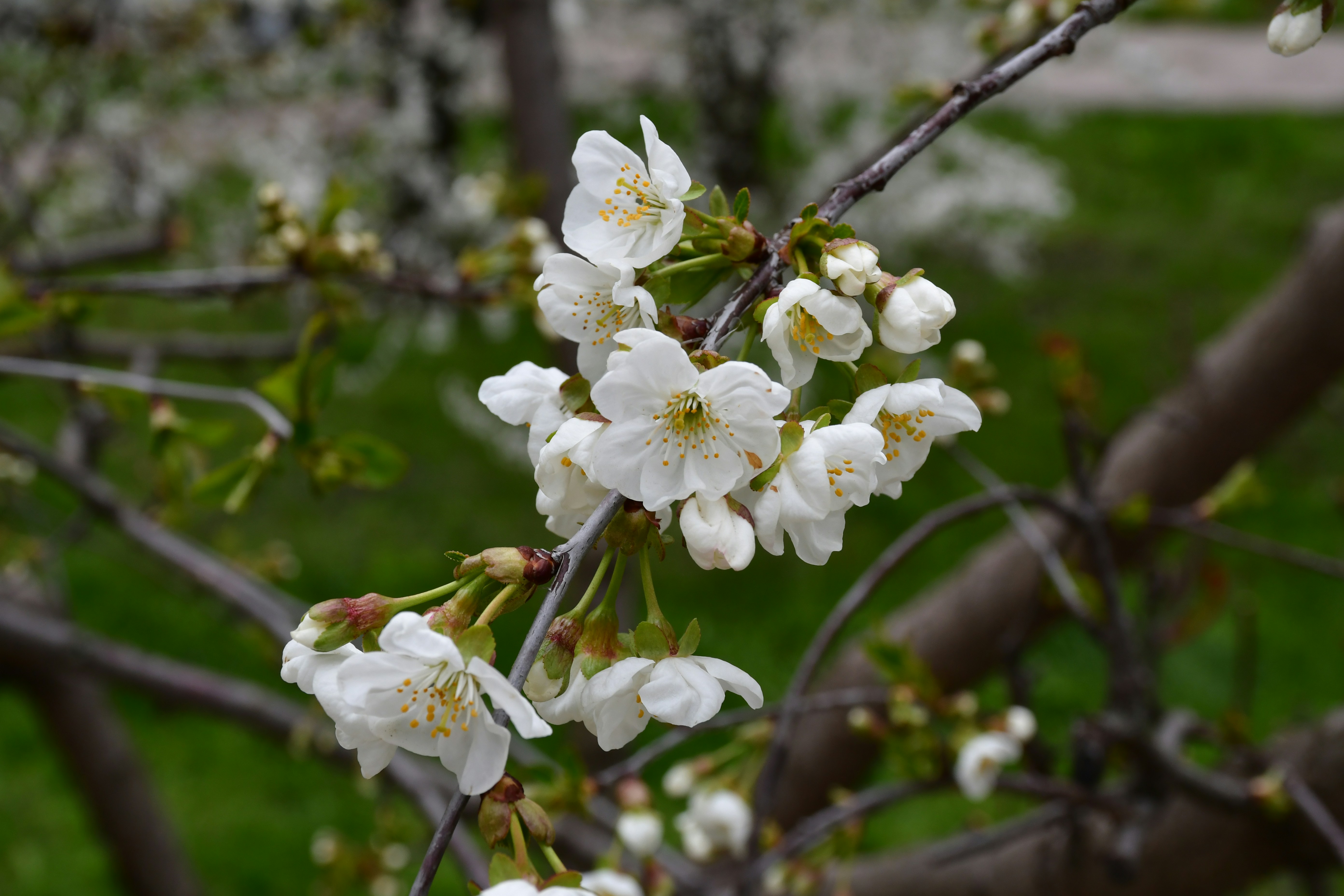 Des cerisiers blancs en fleurs sur une branche d’arbre