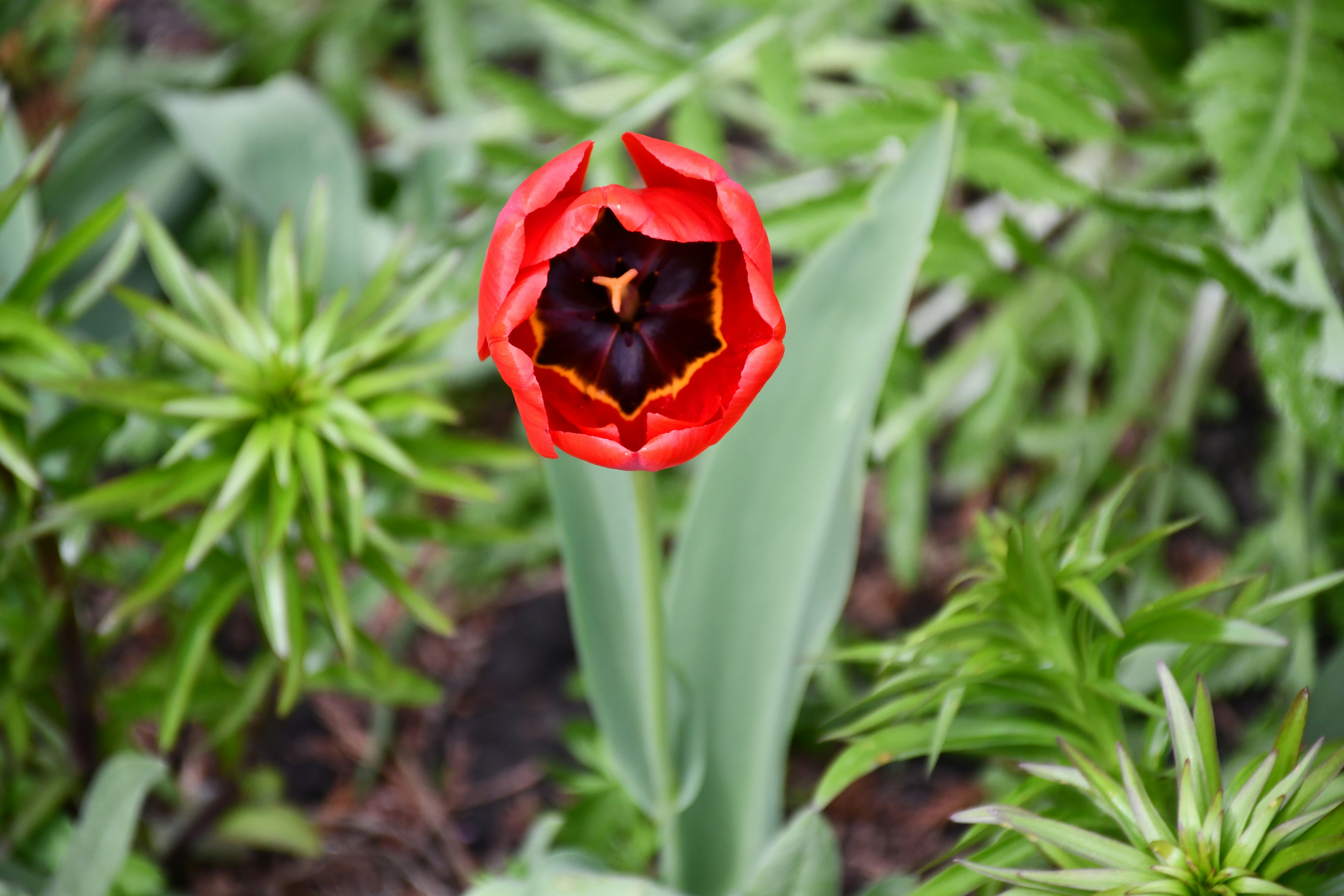 Une seule tulipe rouge en pleine floraison dans un jardin.