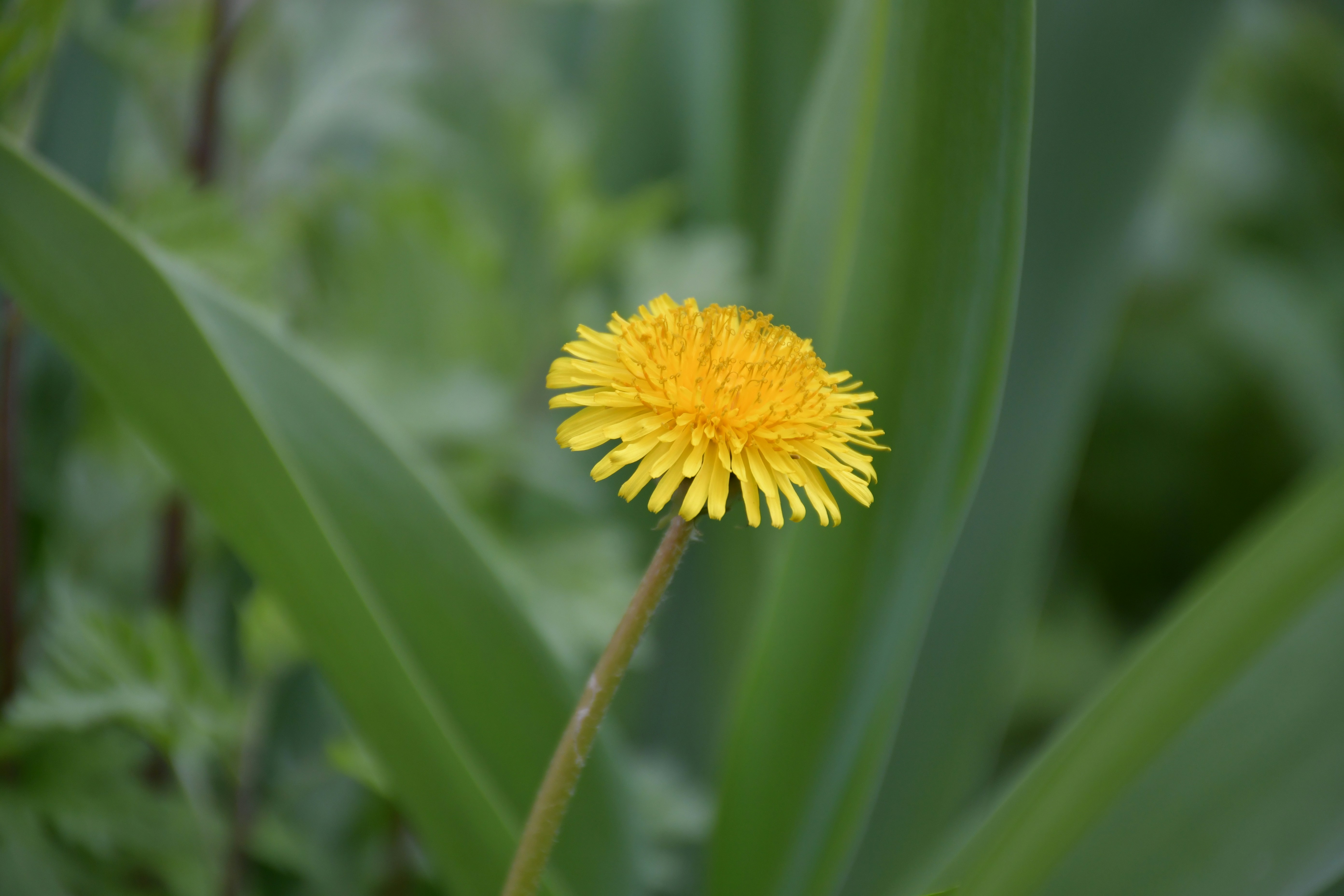 Une seule fleur de pissenlit jaune fleurit dans un feuillage vert.