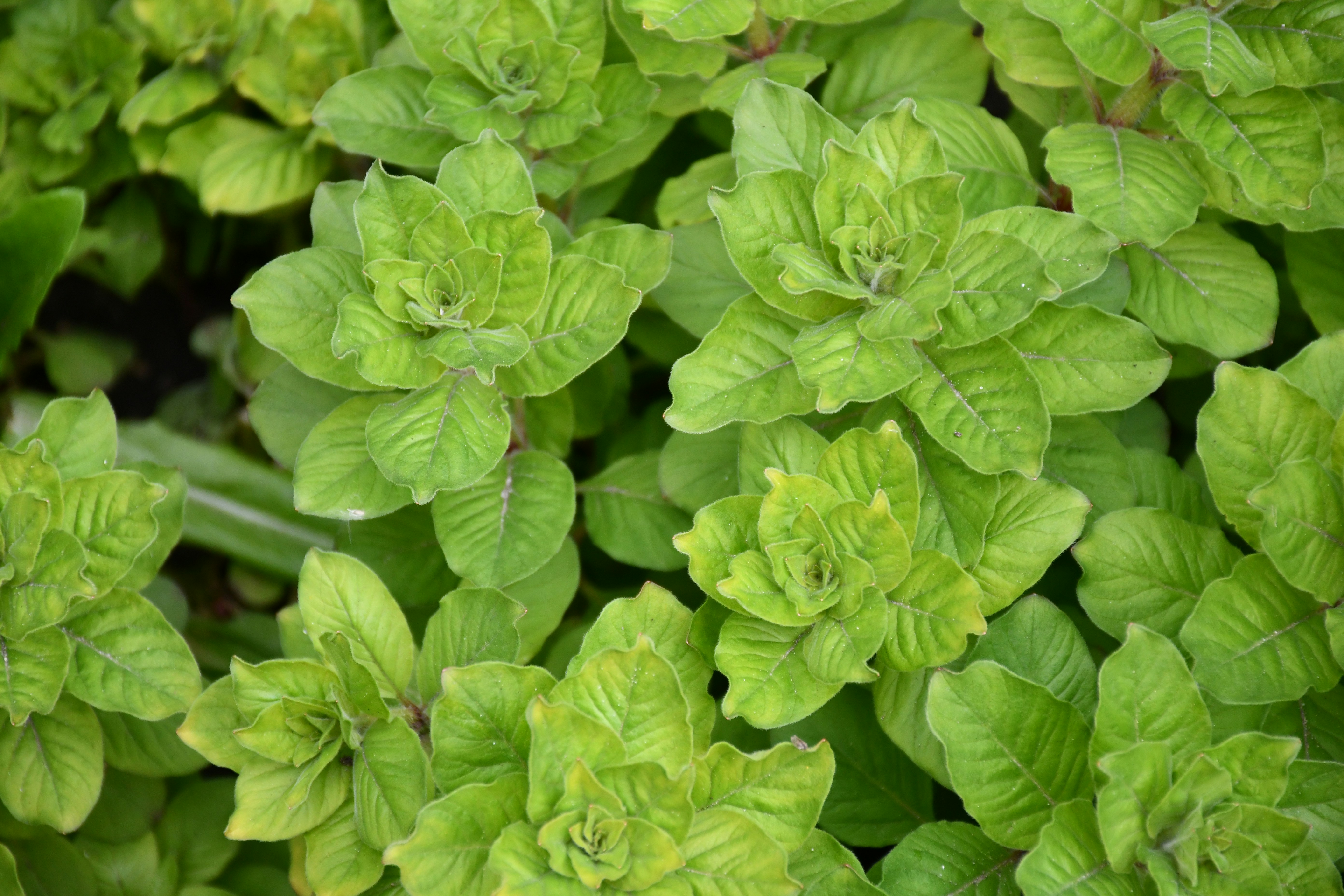 Gros plan de plantes feuillues vertes éclatantes.
