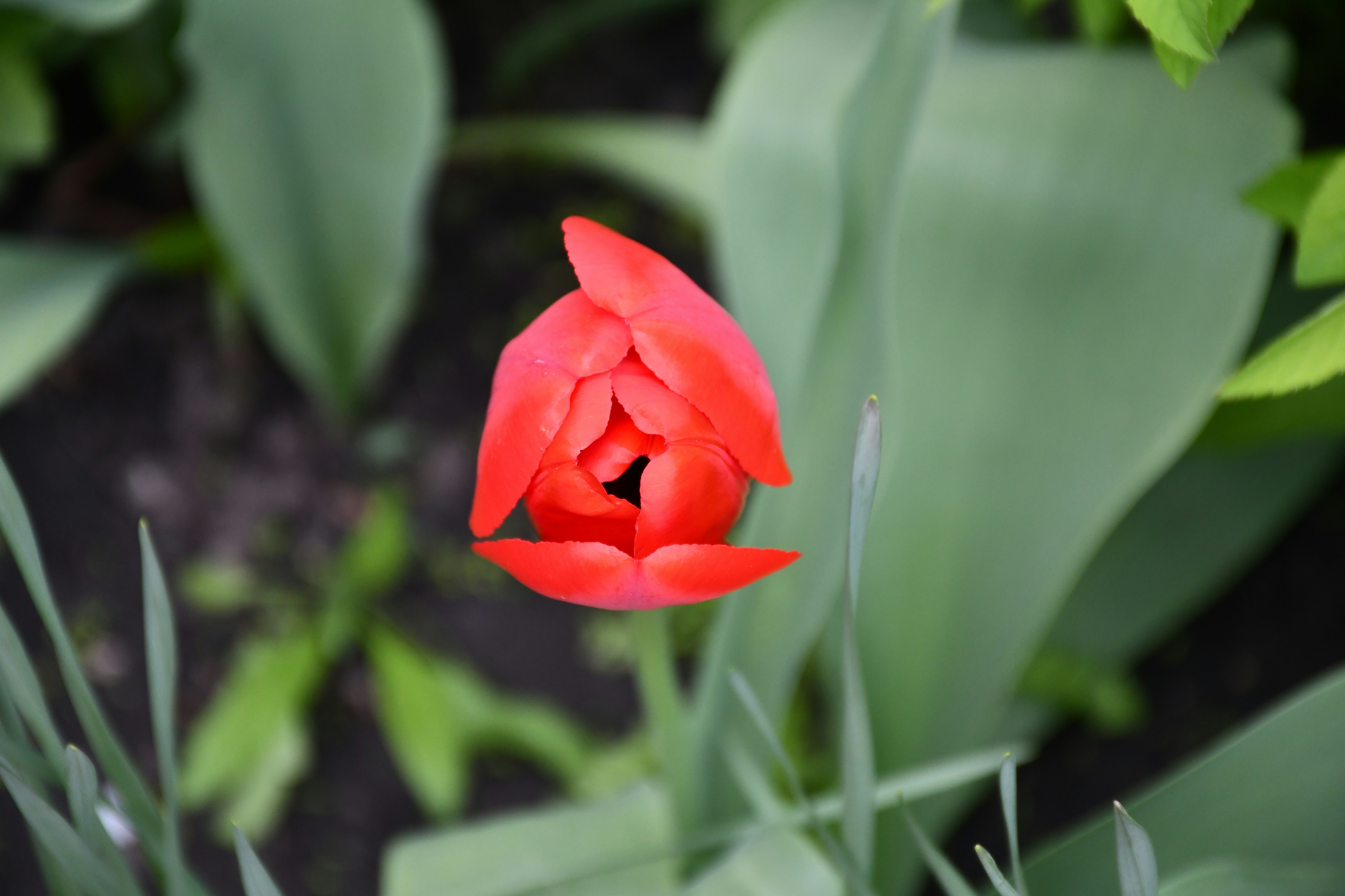 Un seul bouton de tulipe rouge entouré de feuilles vertes