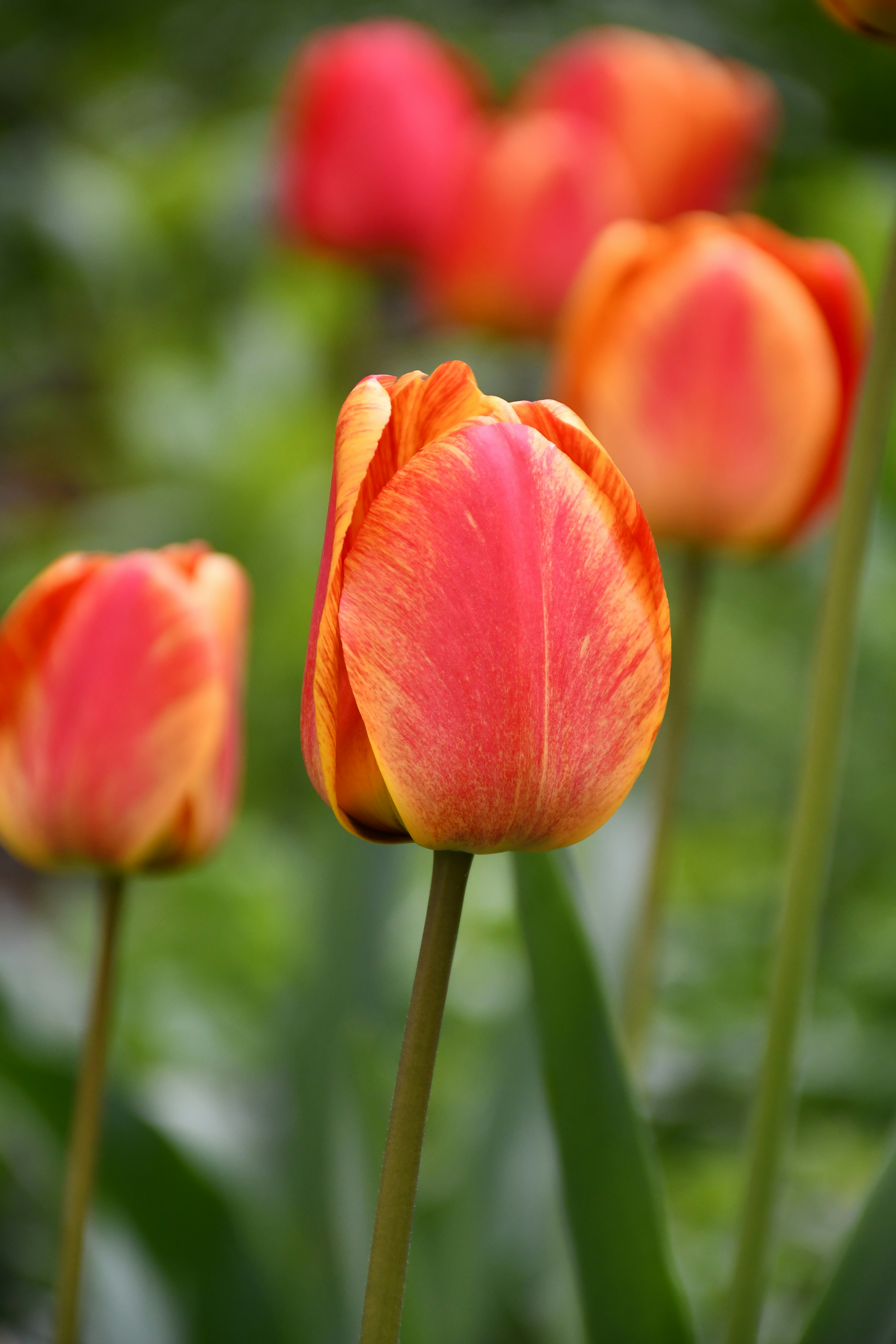 Tulipes rouges et orange en fleurs dans un jardin.