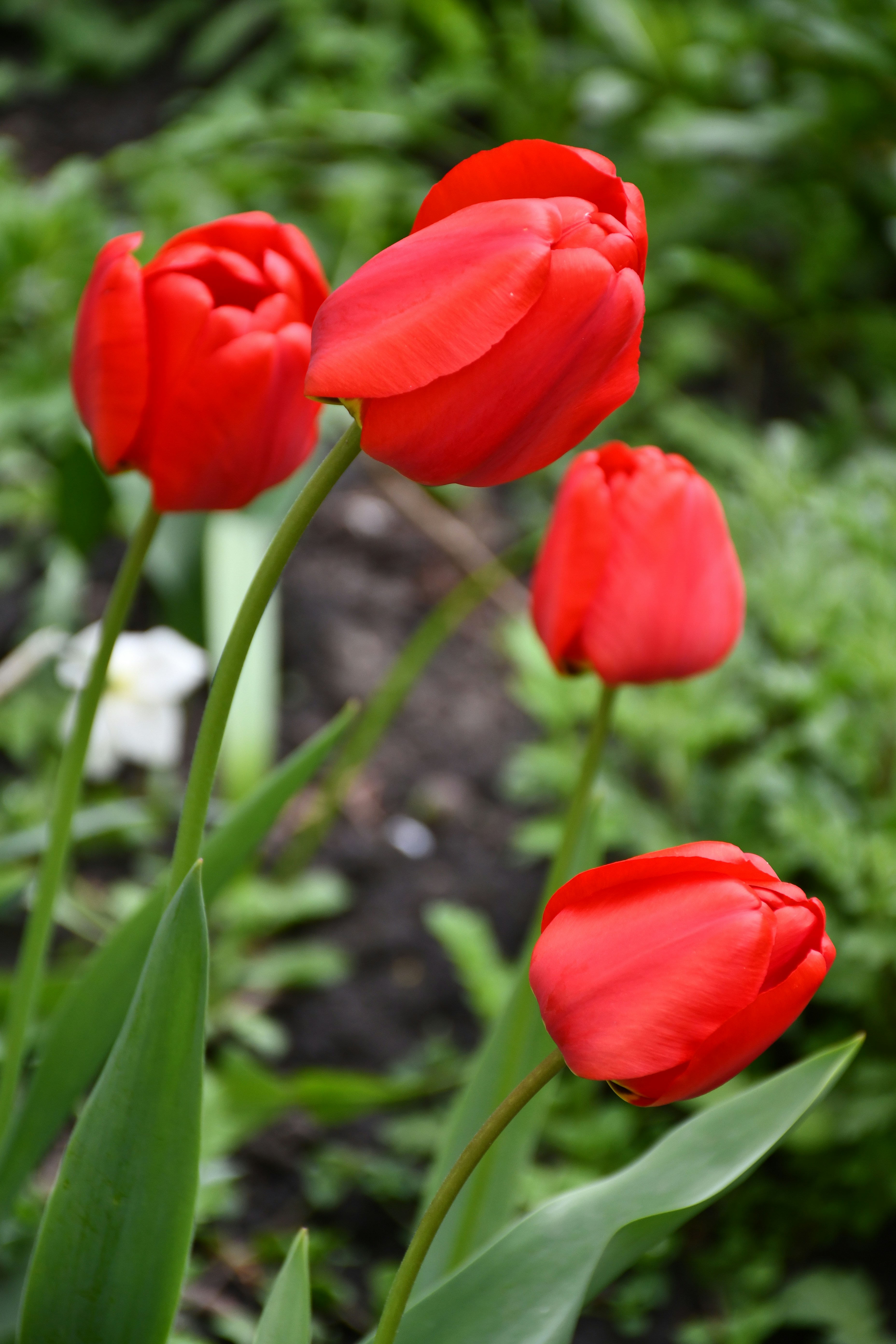 Quatre tulipes rouge vif fleurissent dans un jardin.