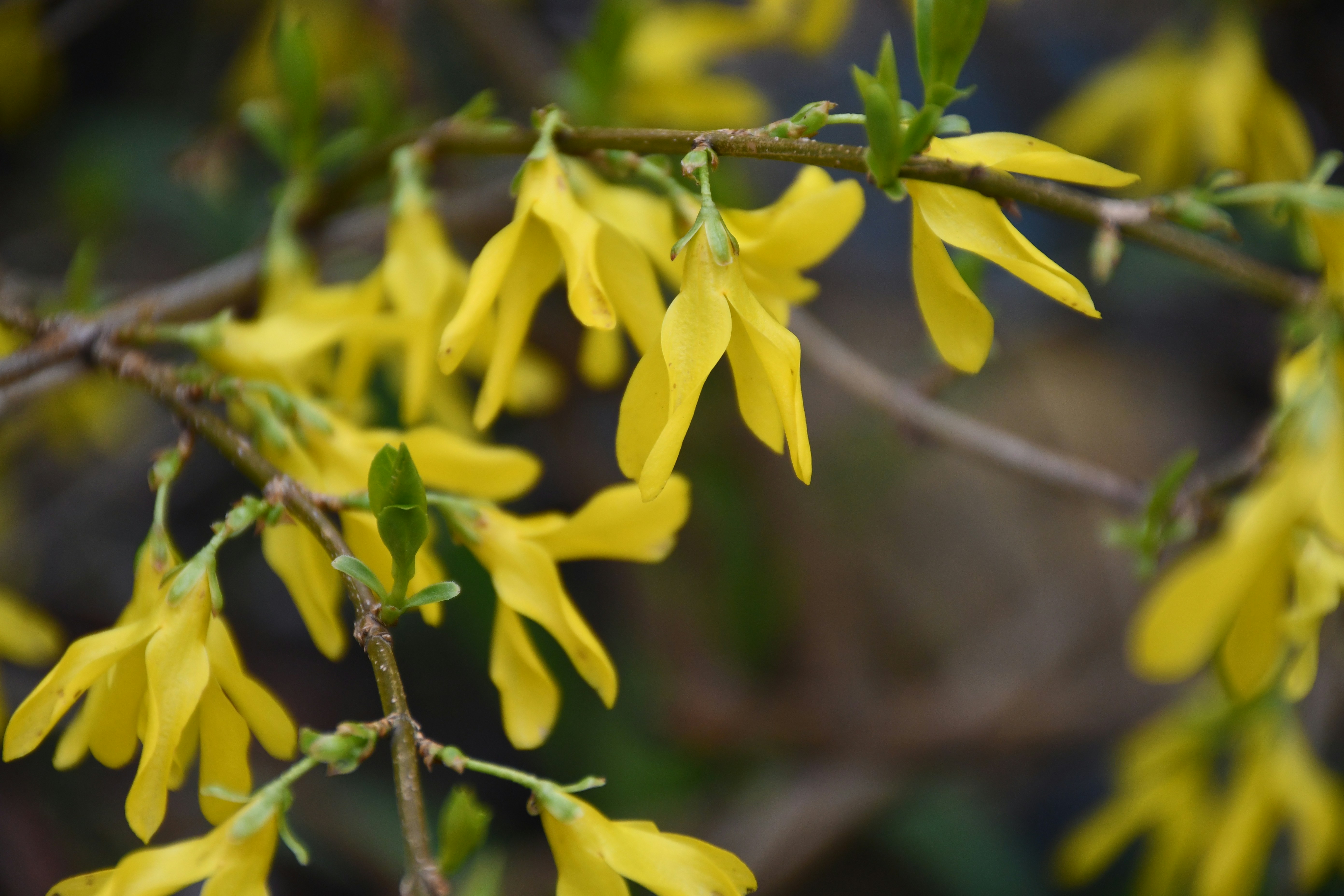 Fleurs jaunes de forsythia épanouissant sur une branche