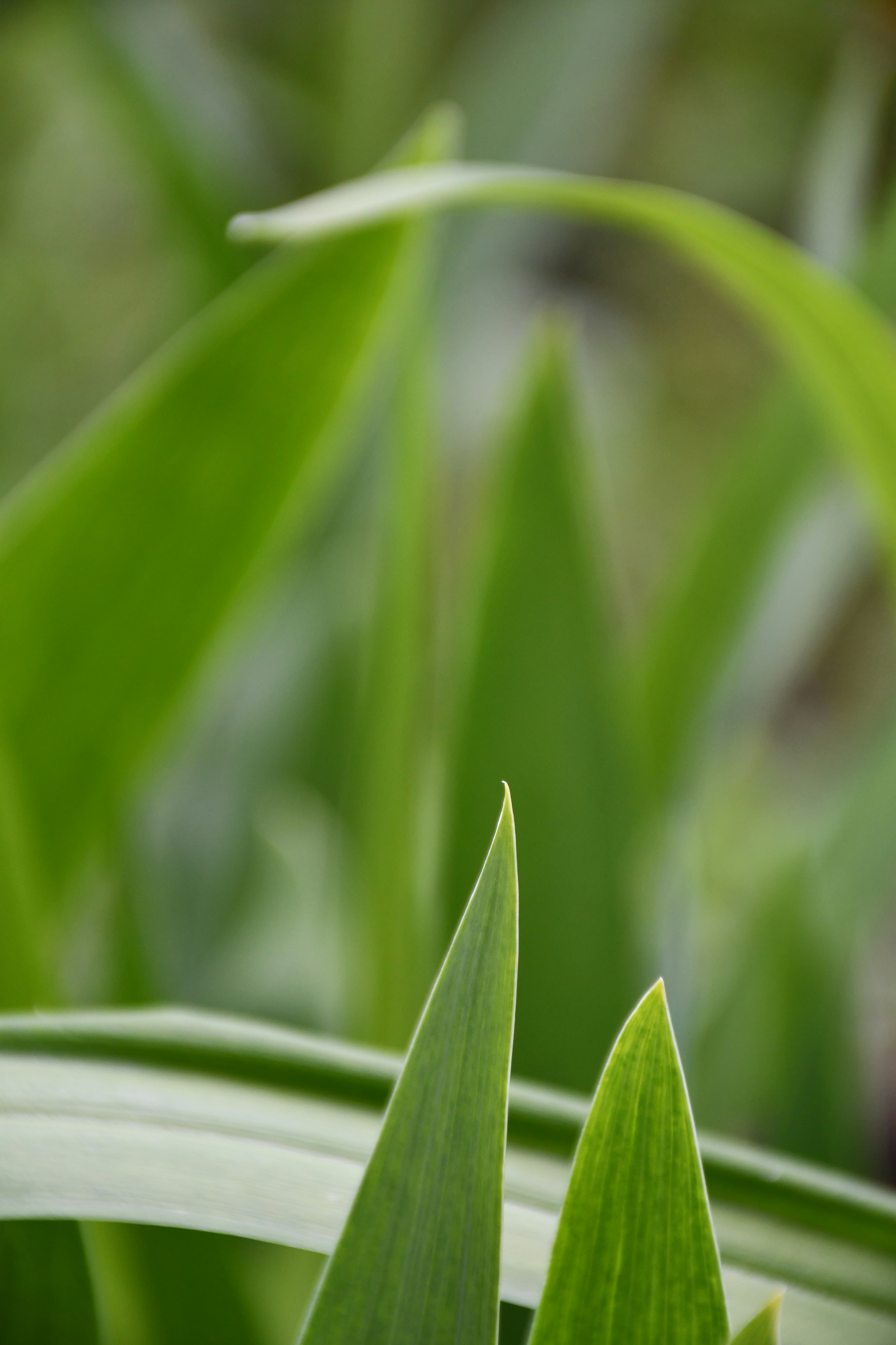 Gros plan sur des brins d’herbe verts acérés avec un fond doux de bokeh