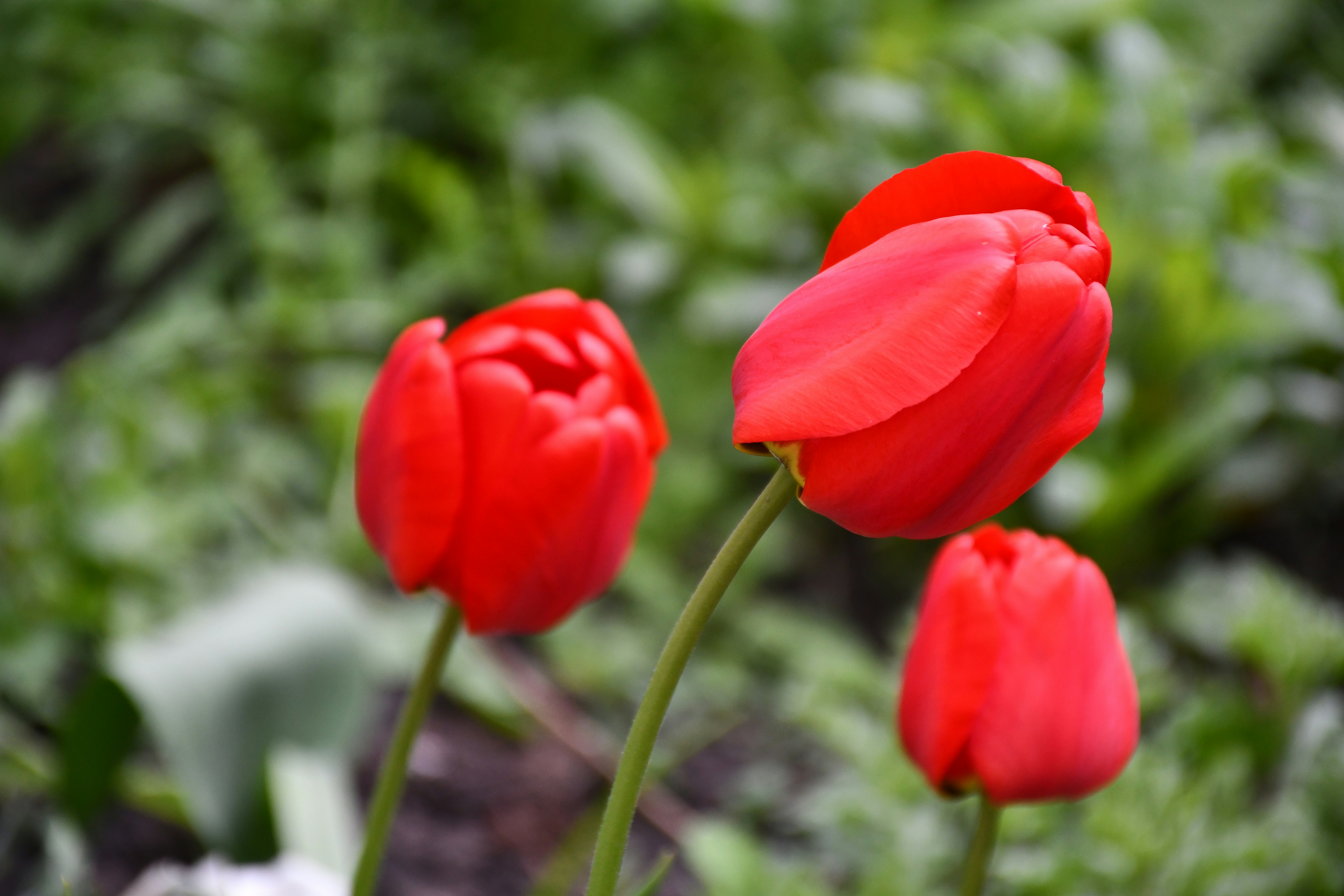 Trois tulipes rouges en fleurs dans un jardin.