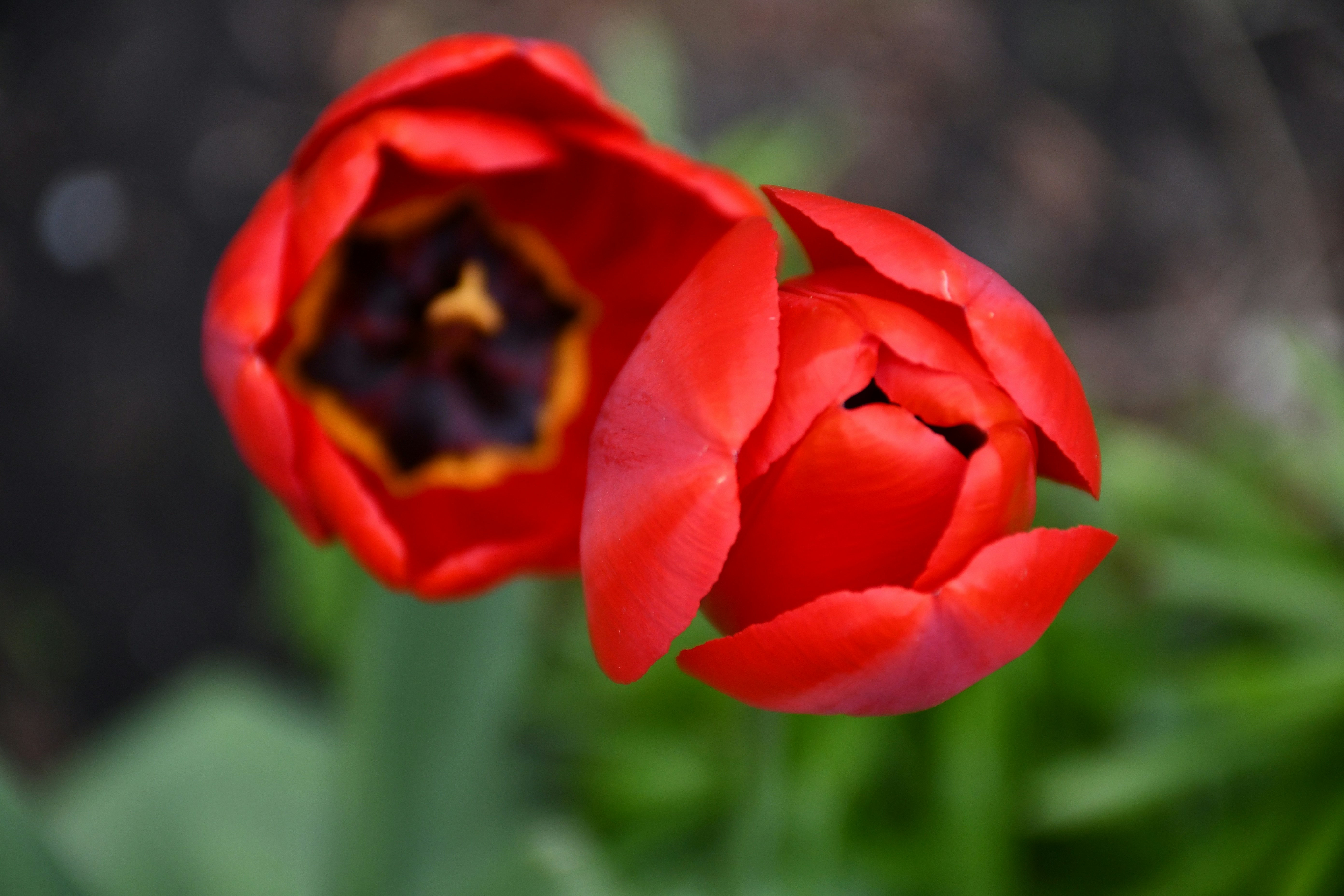 Deux tulipes rouges avec une ouverture