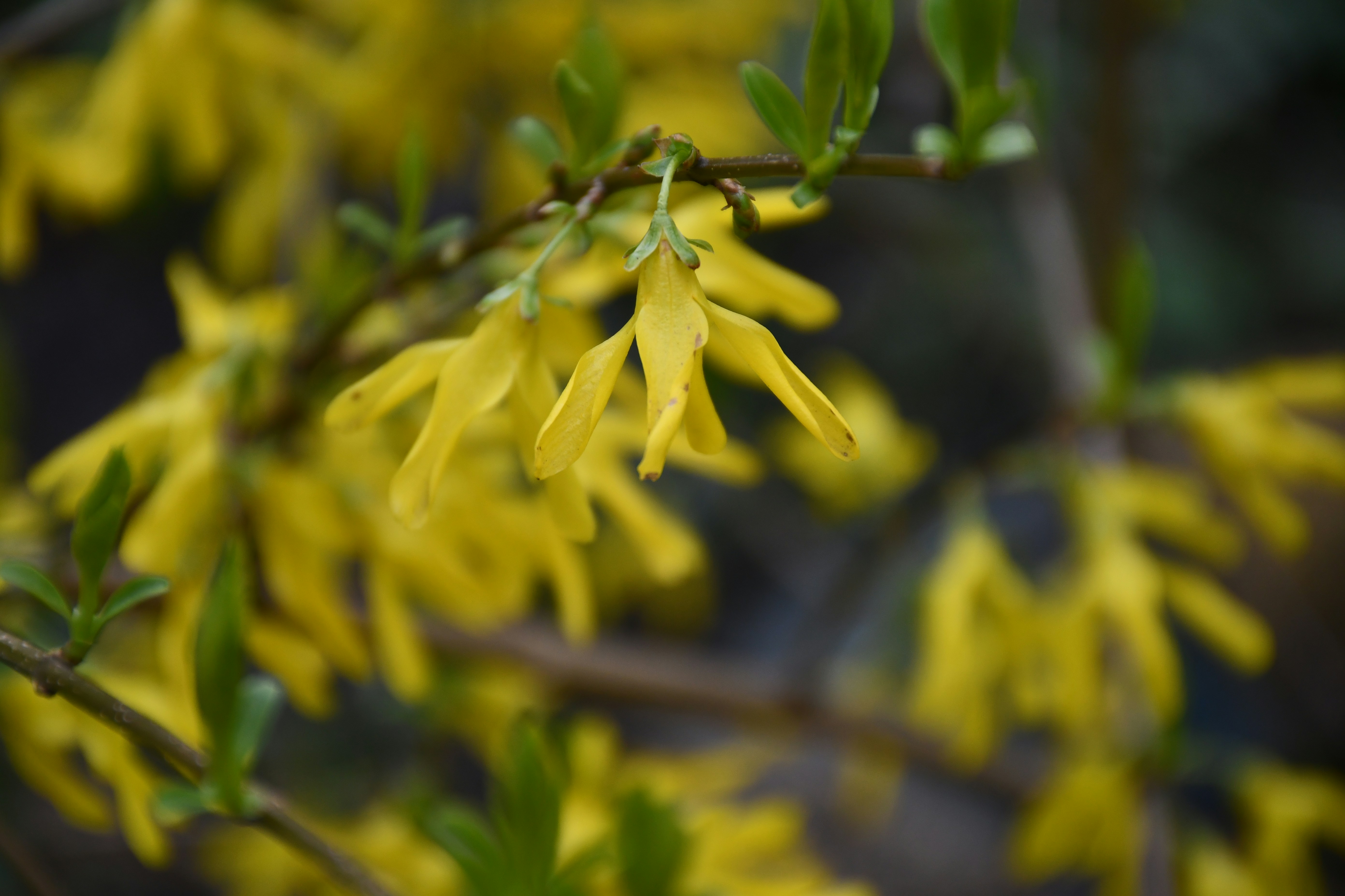 Des fleurs jaunes de forsythia épanouissant sur une branche.