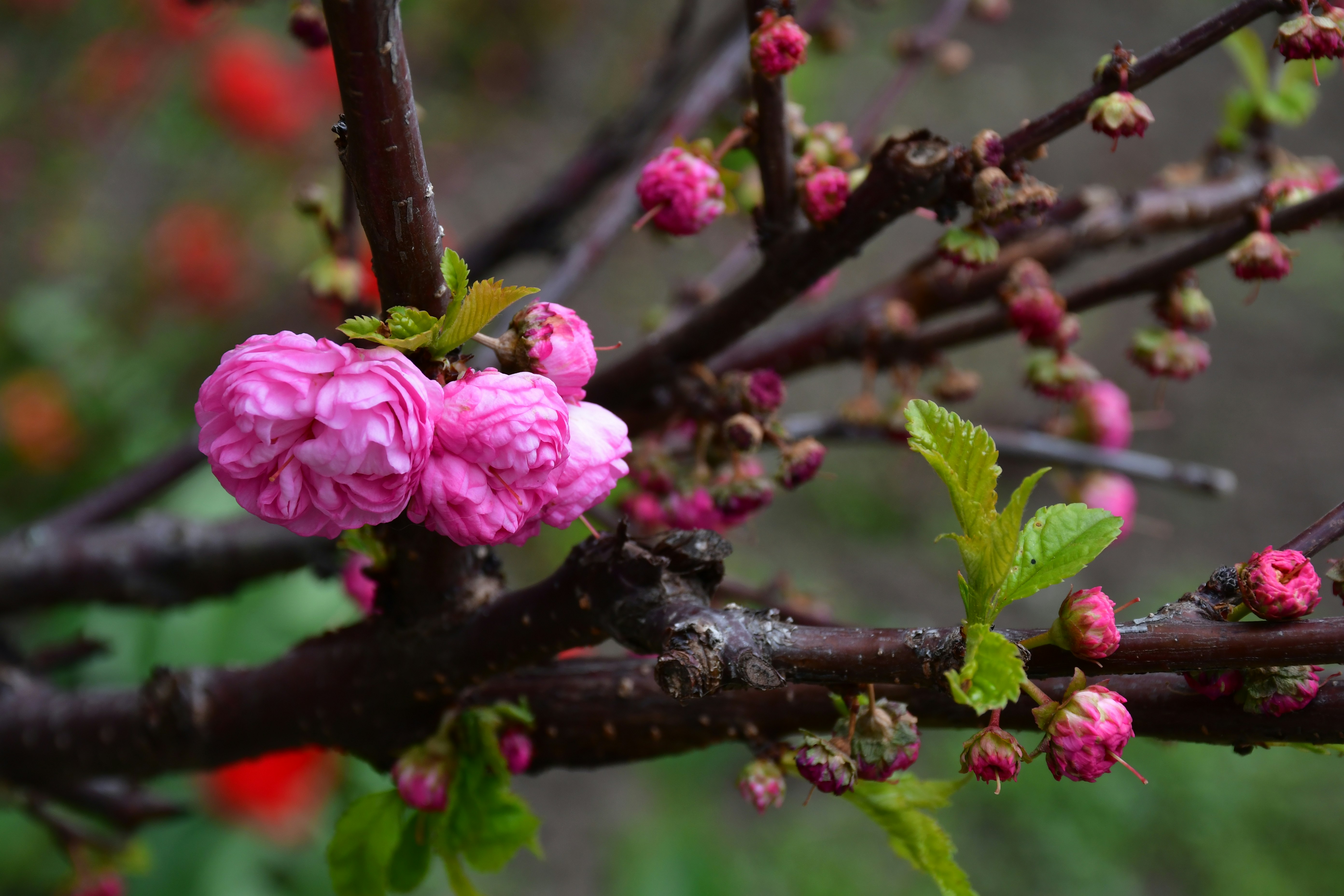 Des cerisiers roses fleurissent sur une branche sombre au printemps.