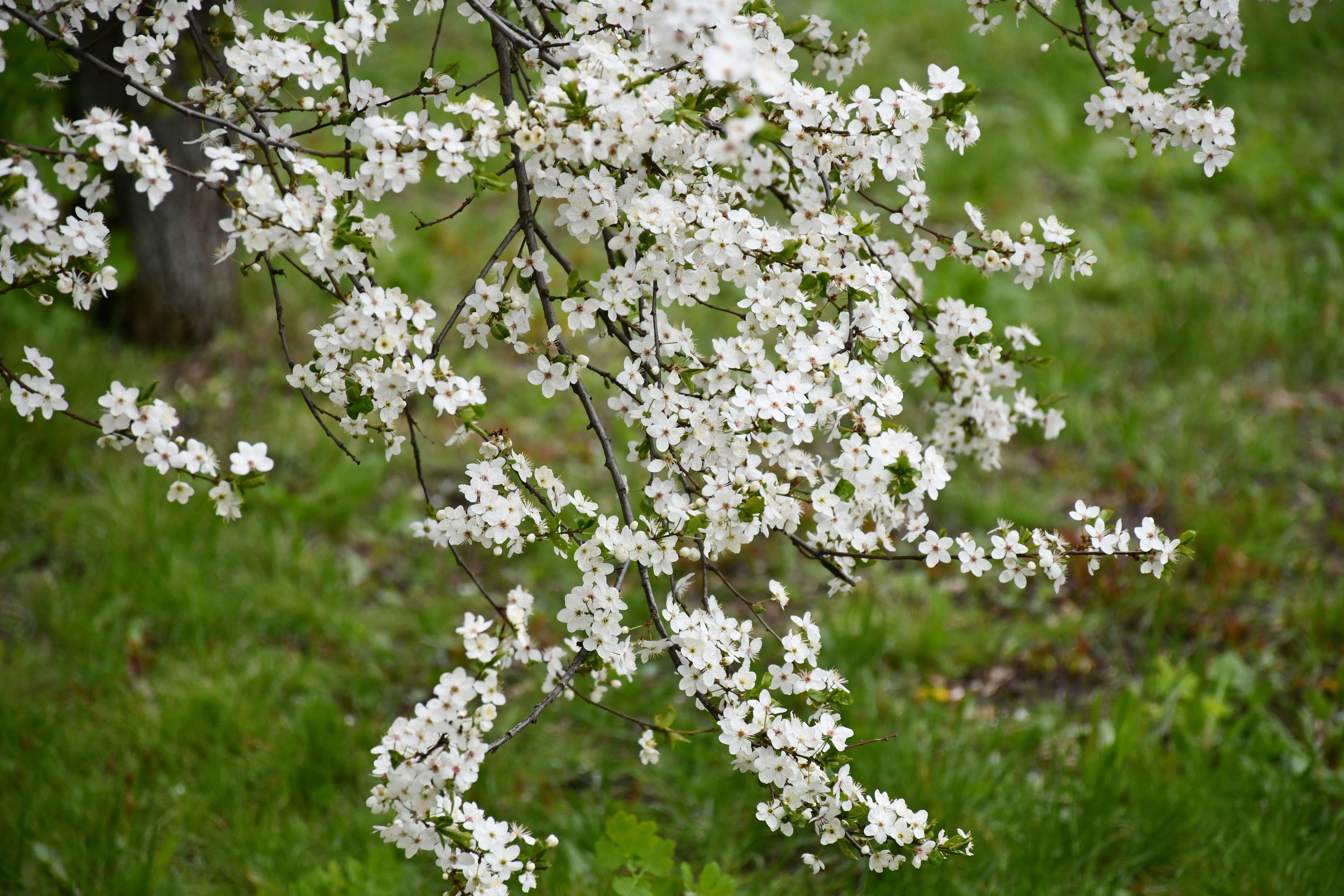 Une branche d’arbre couverte de fleurs blanches.