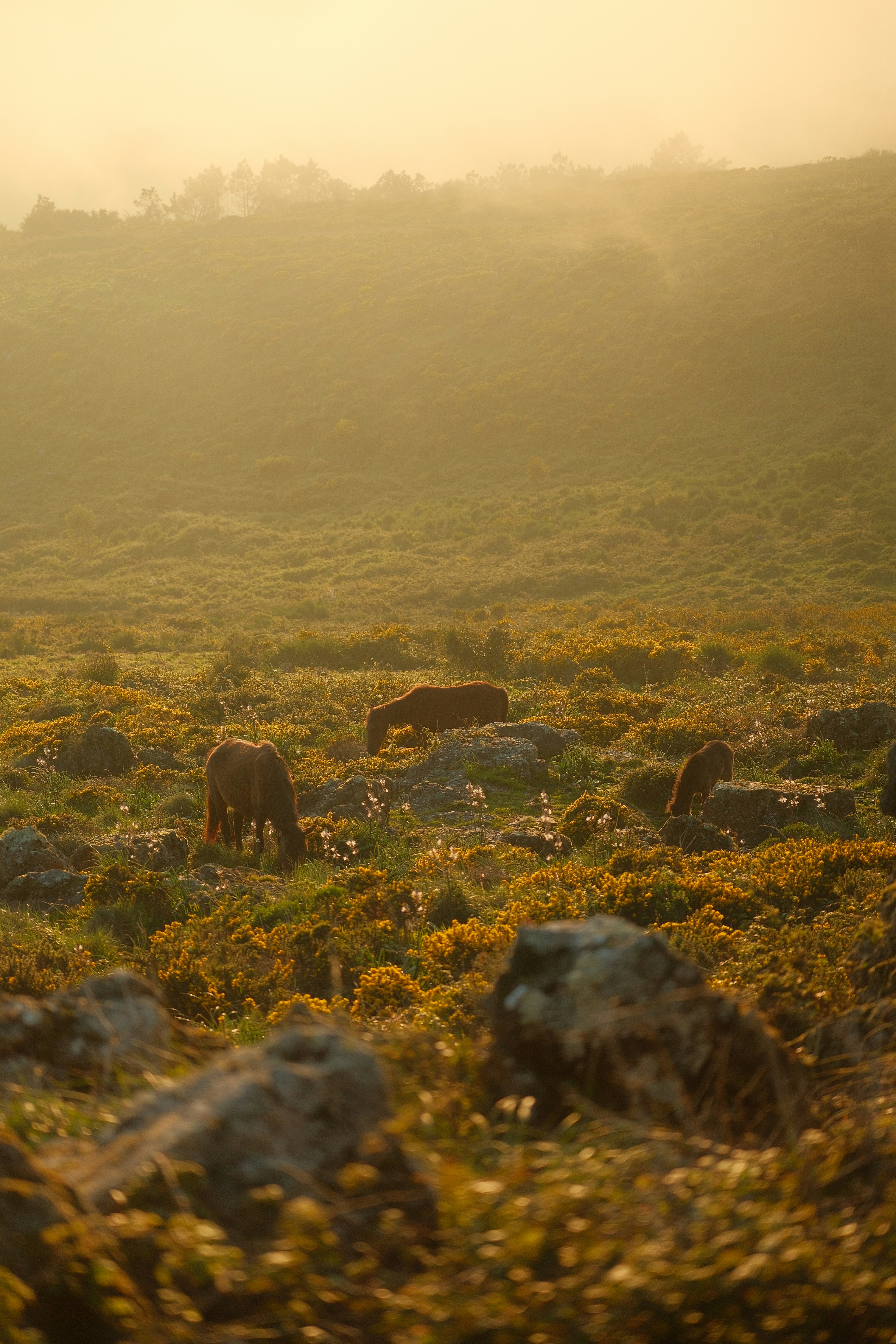 Pico — Europe's Highest Peak, Whale Bones, and Black Lava Wine