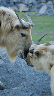 Two takins nuzzle each other on rocky terrain.