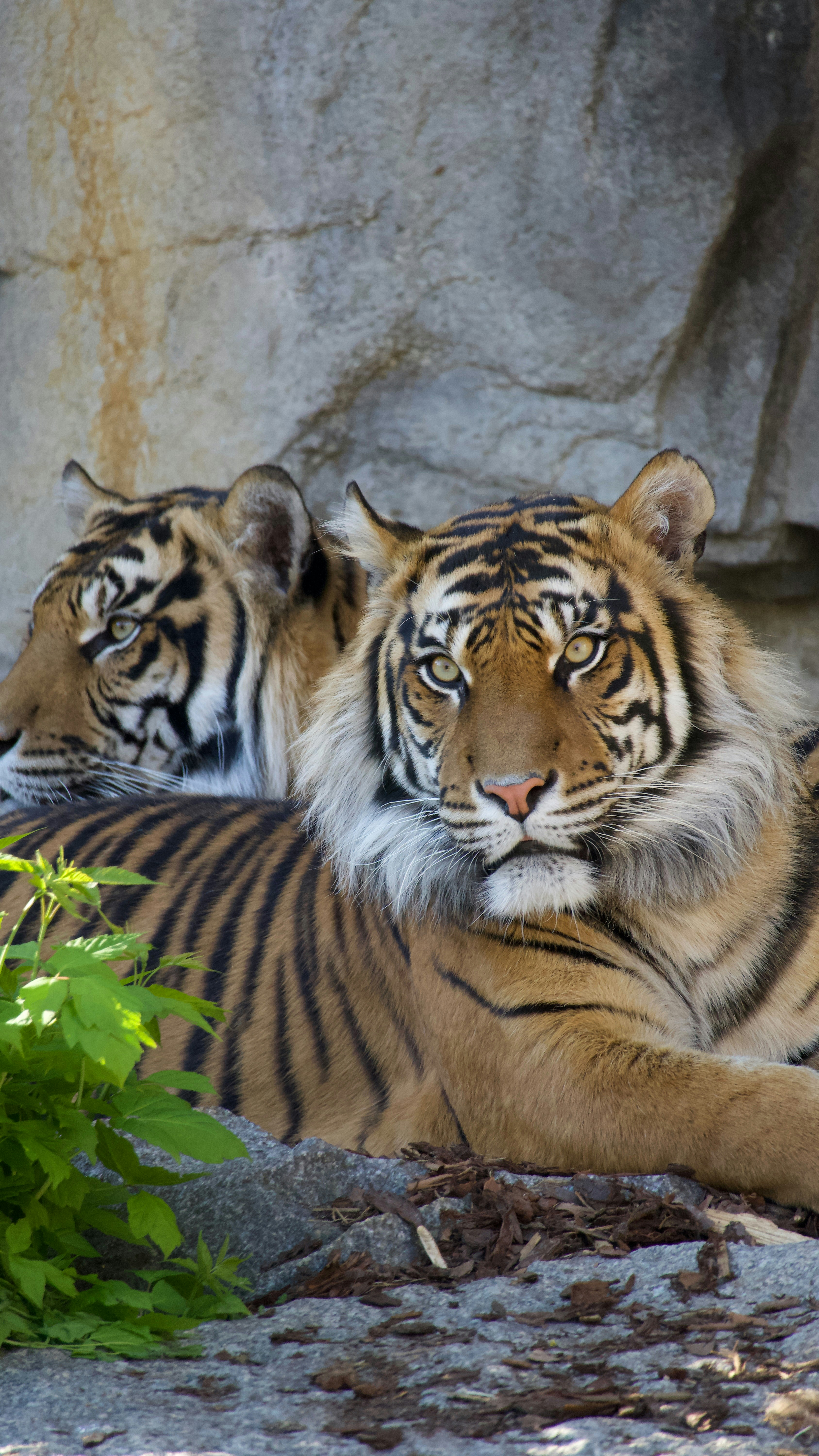 Two tigers resting near a rocky cliff face