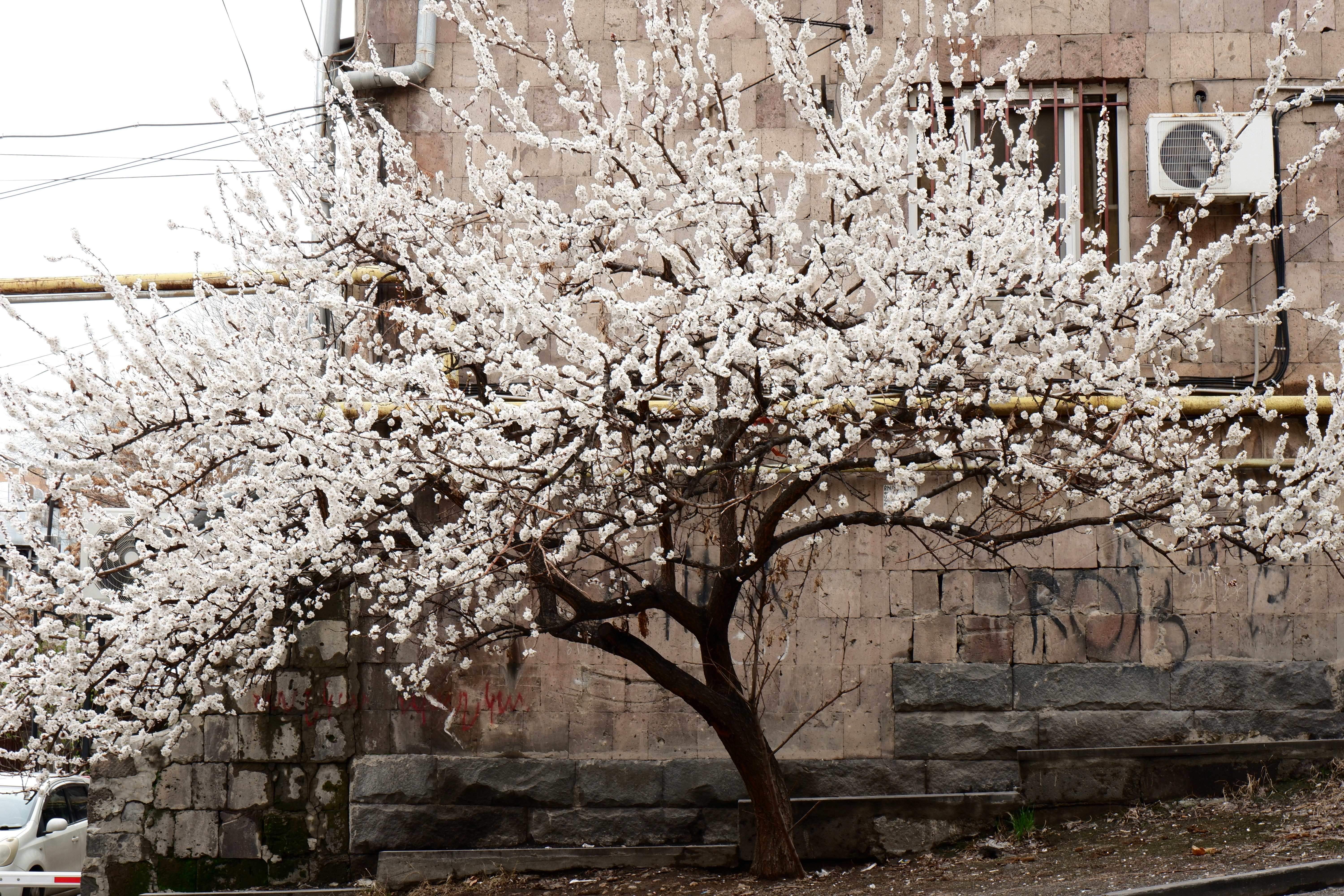 A blooming white tree in front of a brick wall.
