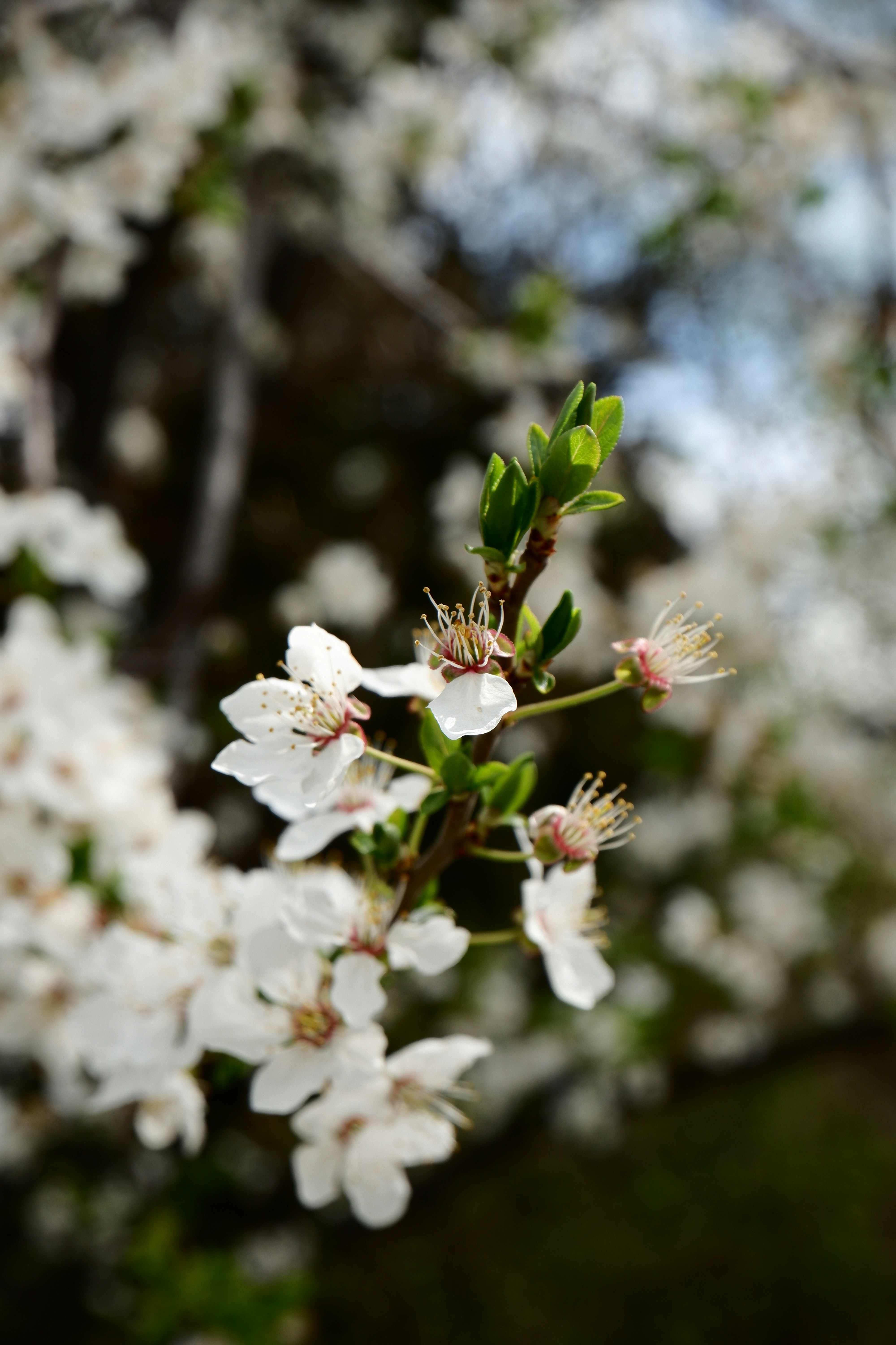 A close-up of white cherry blossoms on a branch.