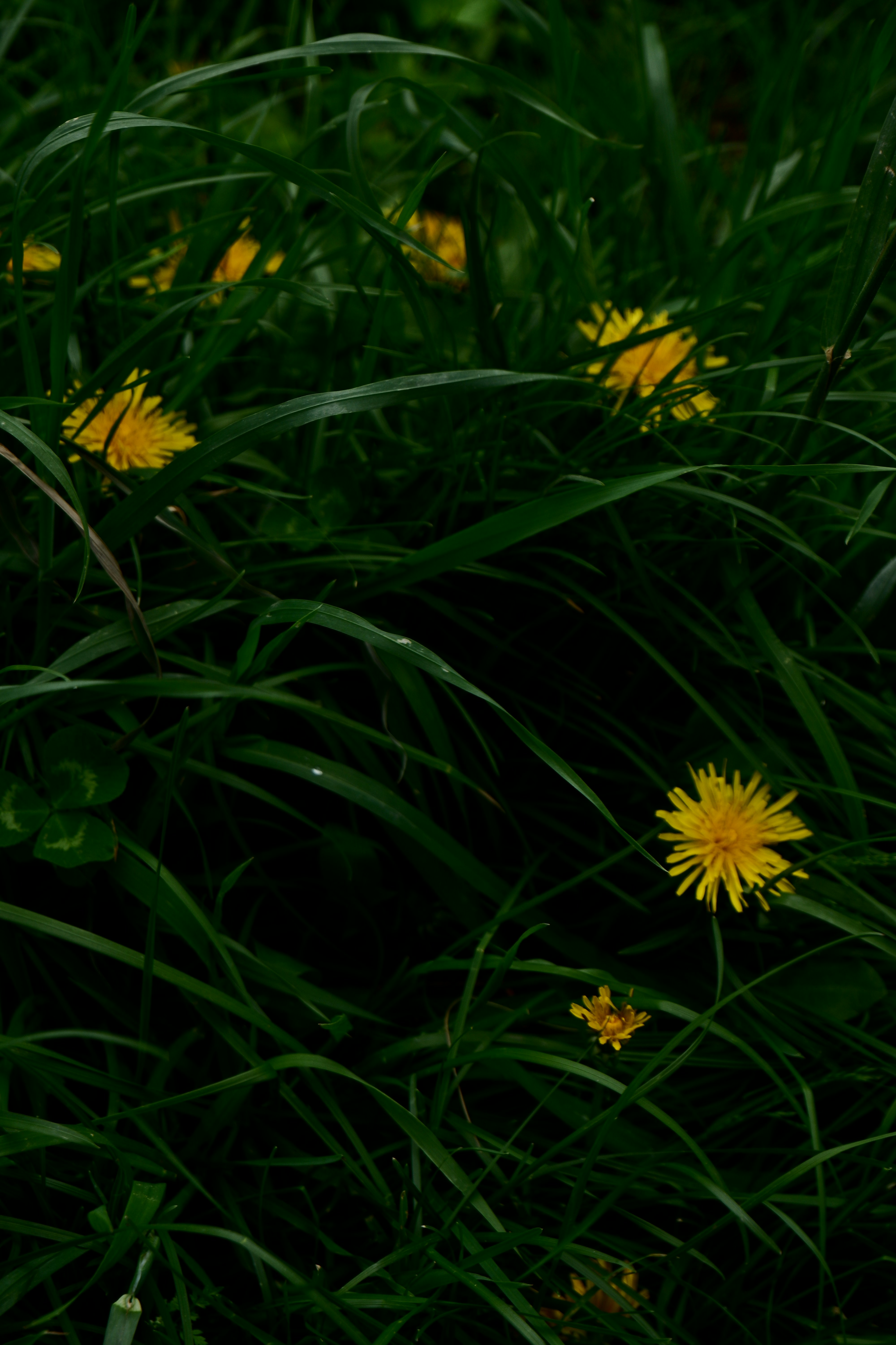 Yellow dandelions blooming in lush green grass