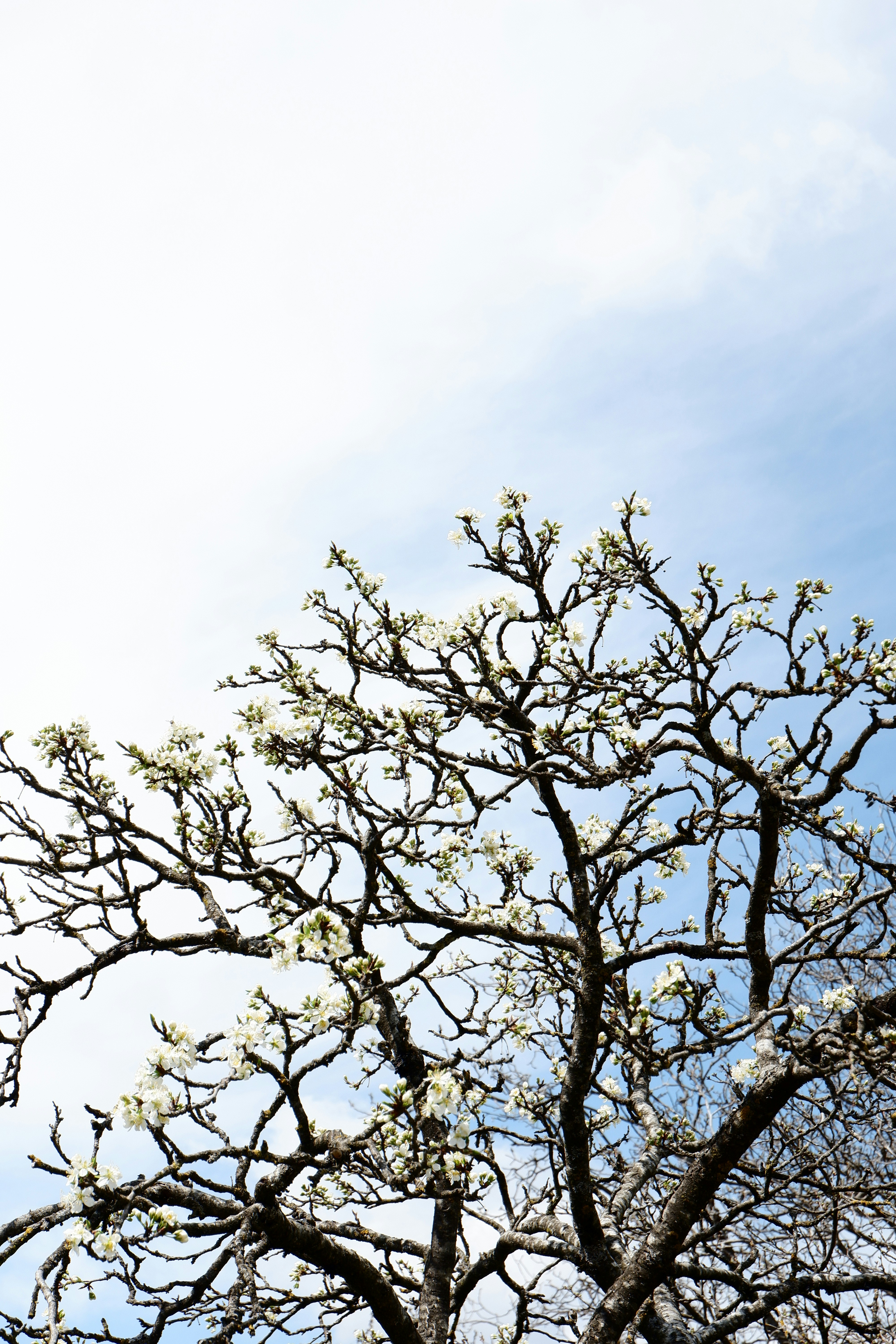 Bare branches of a tree with white blossoms against sky