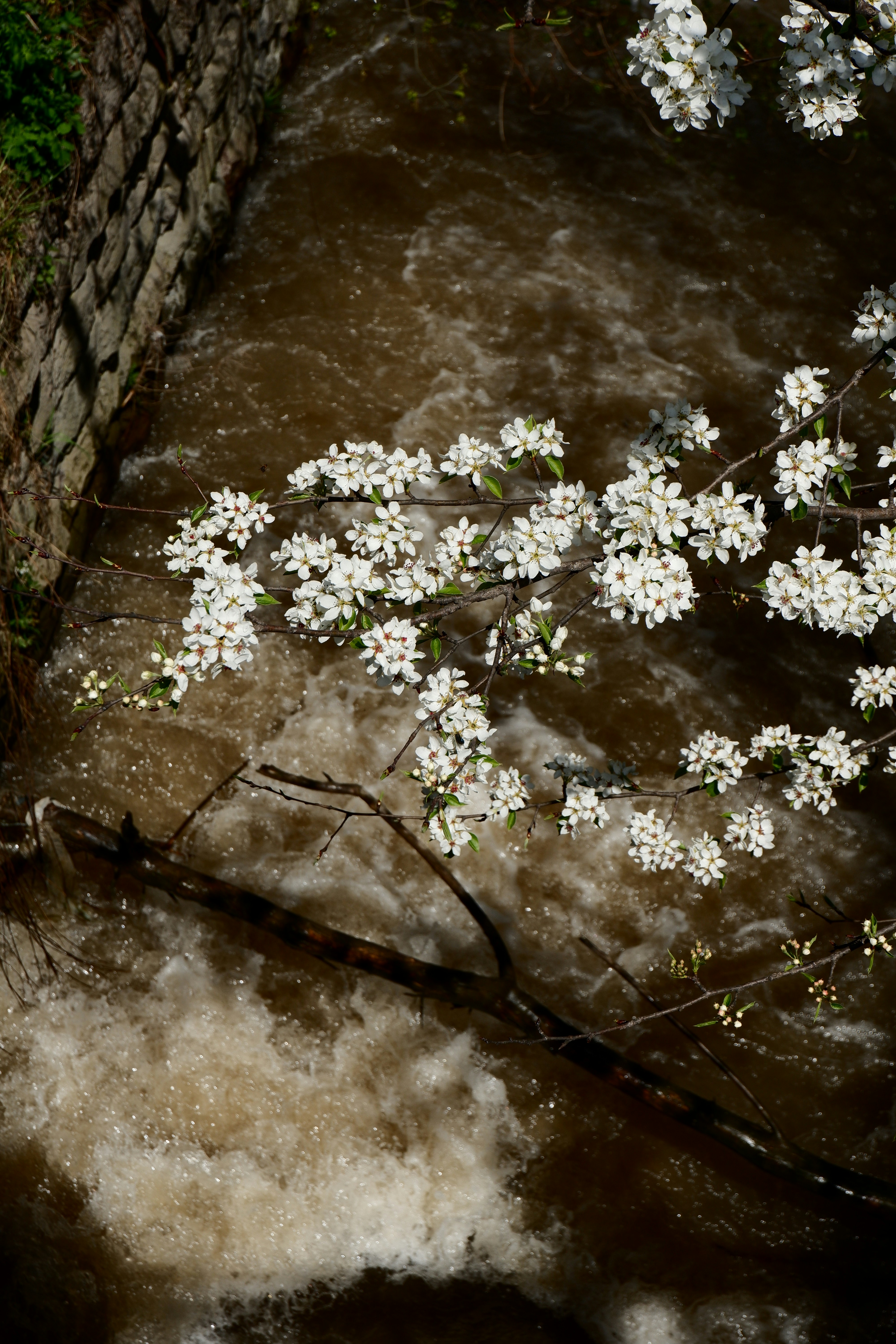 White blossoms on a branch over a flowing stream