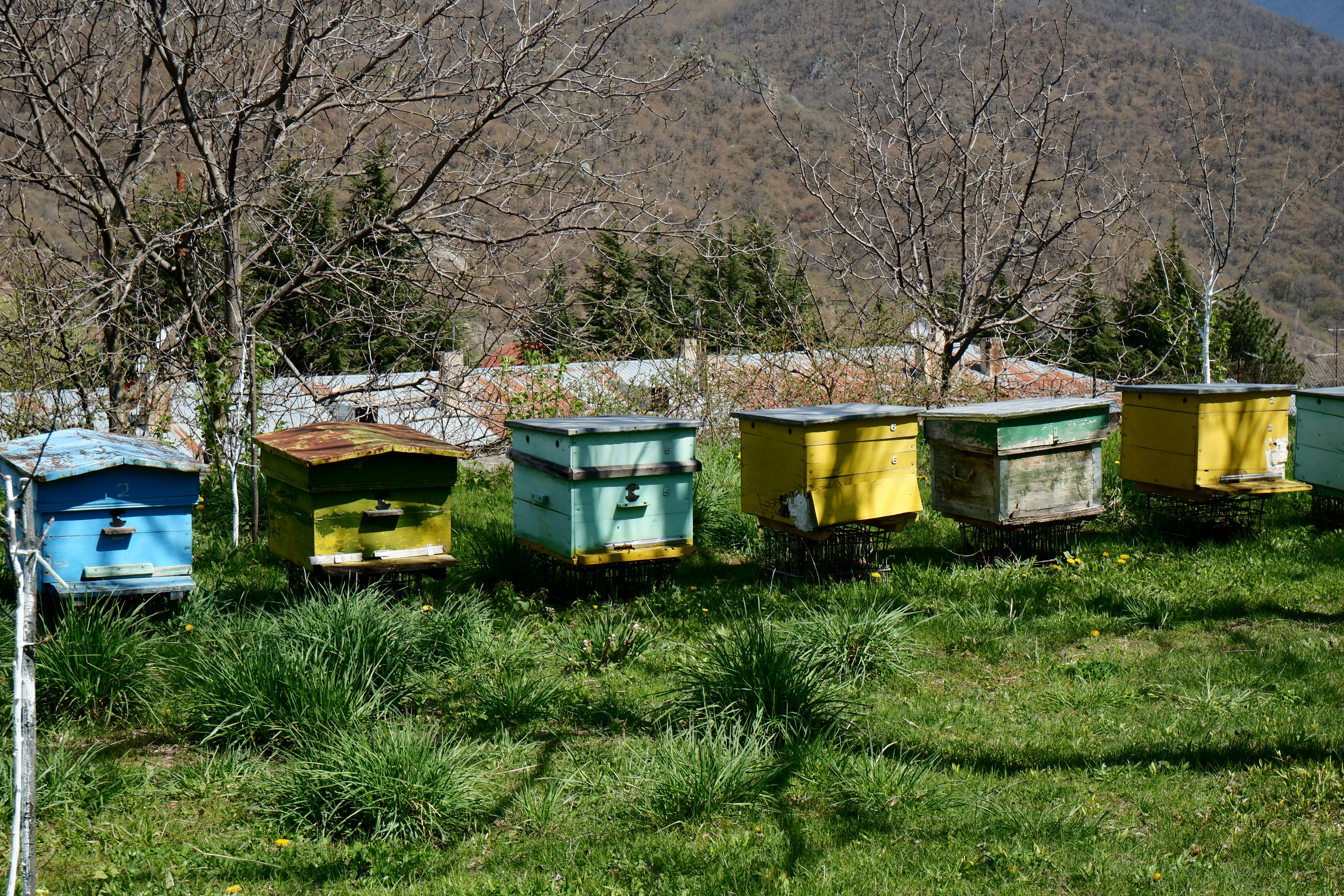 Row of colorful beehives in a grassy field.