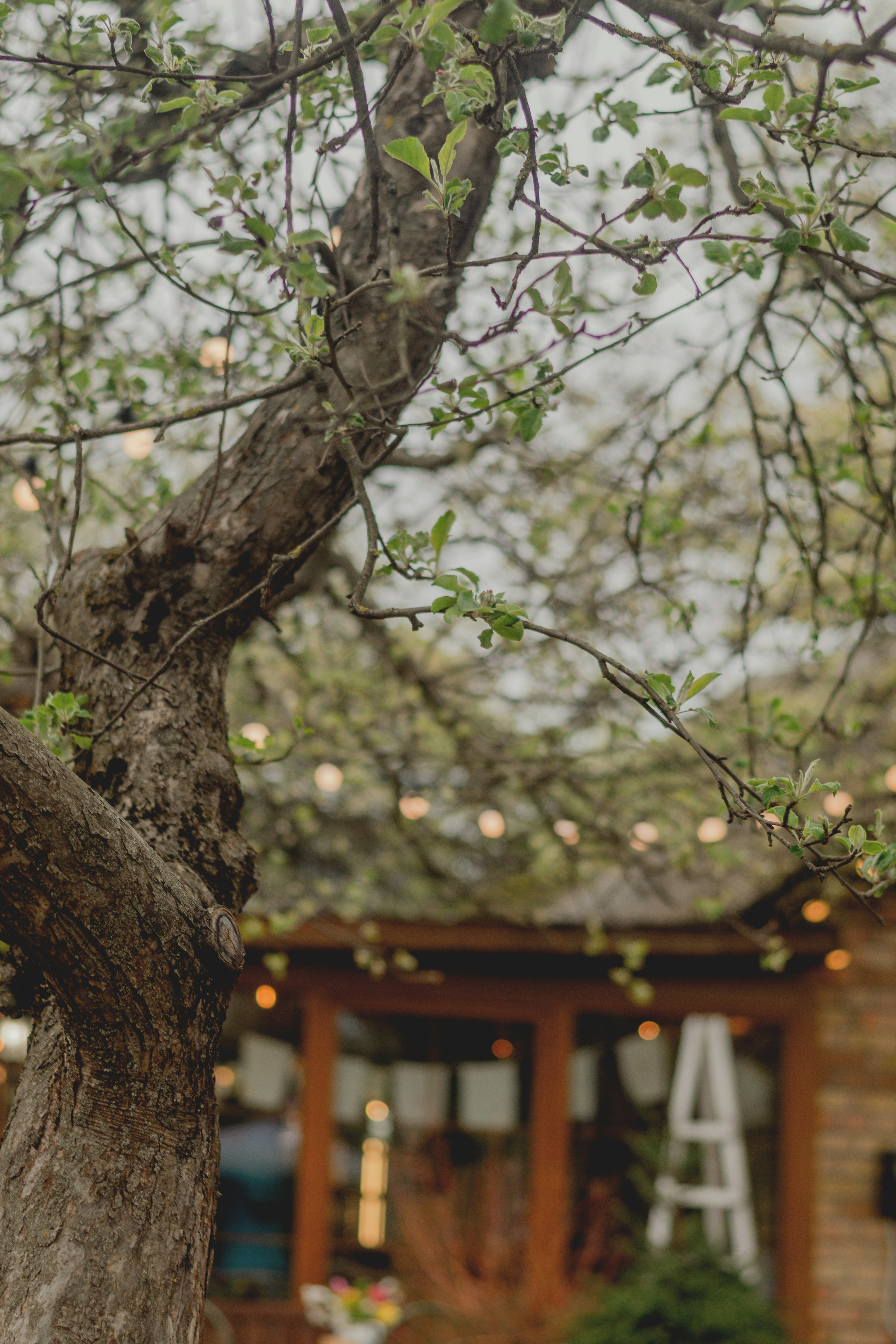 Tree branches with string lights over a building