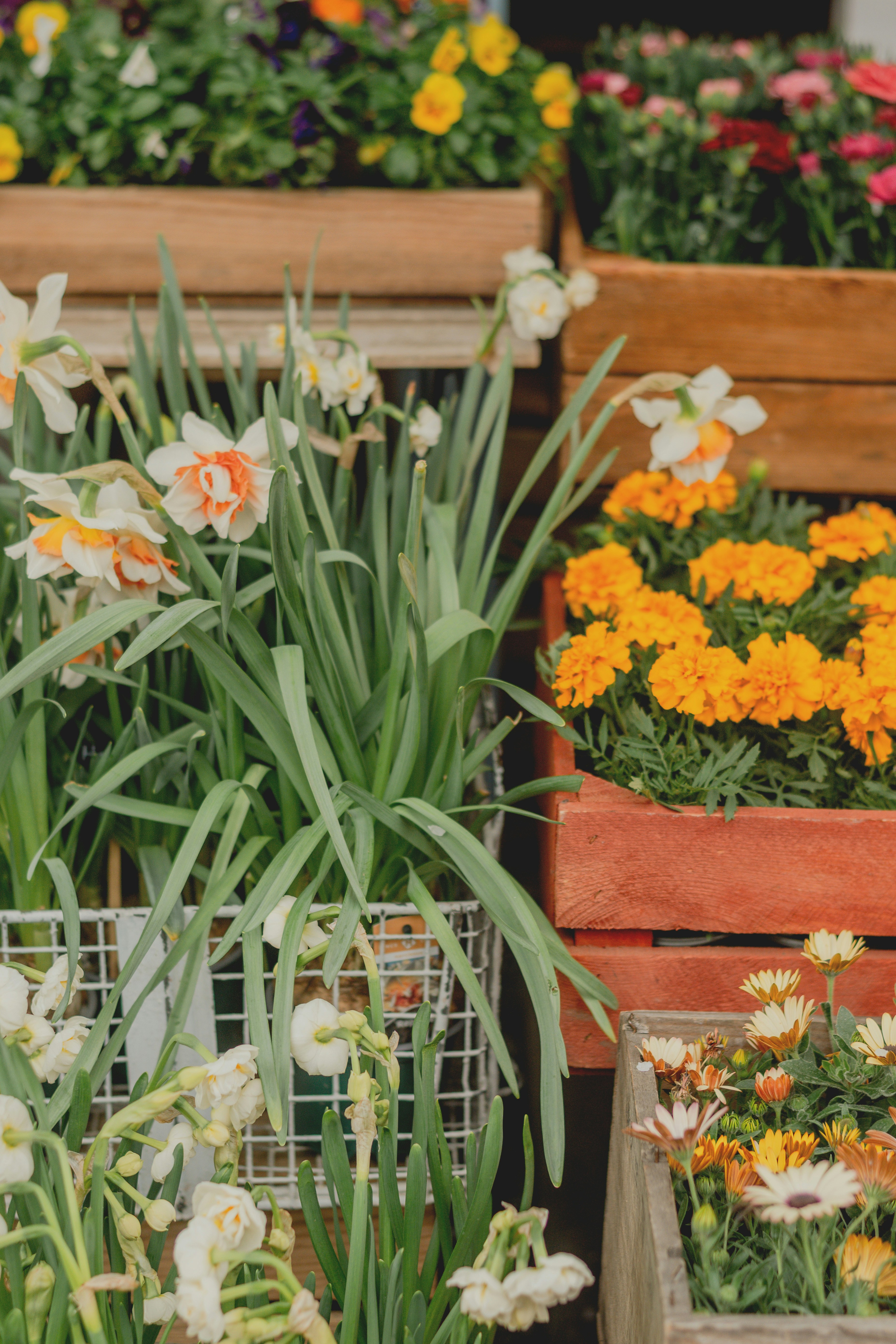 Various potted flowers and plants displayed outdoors.