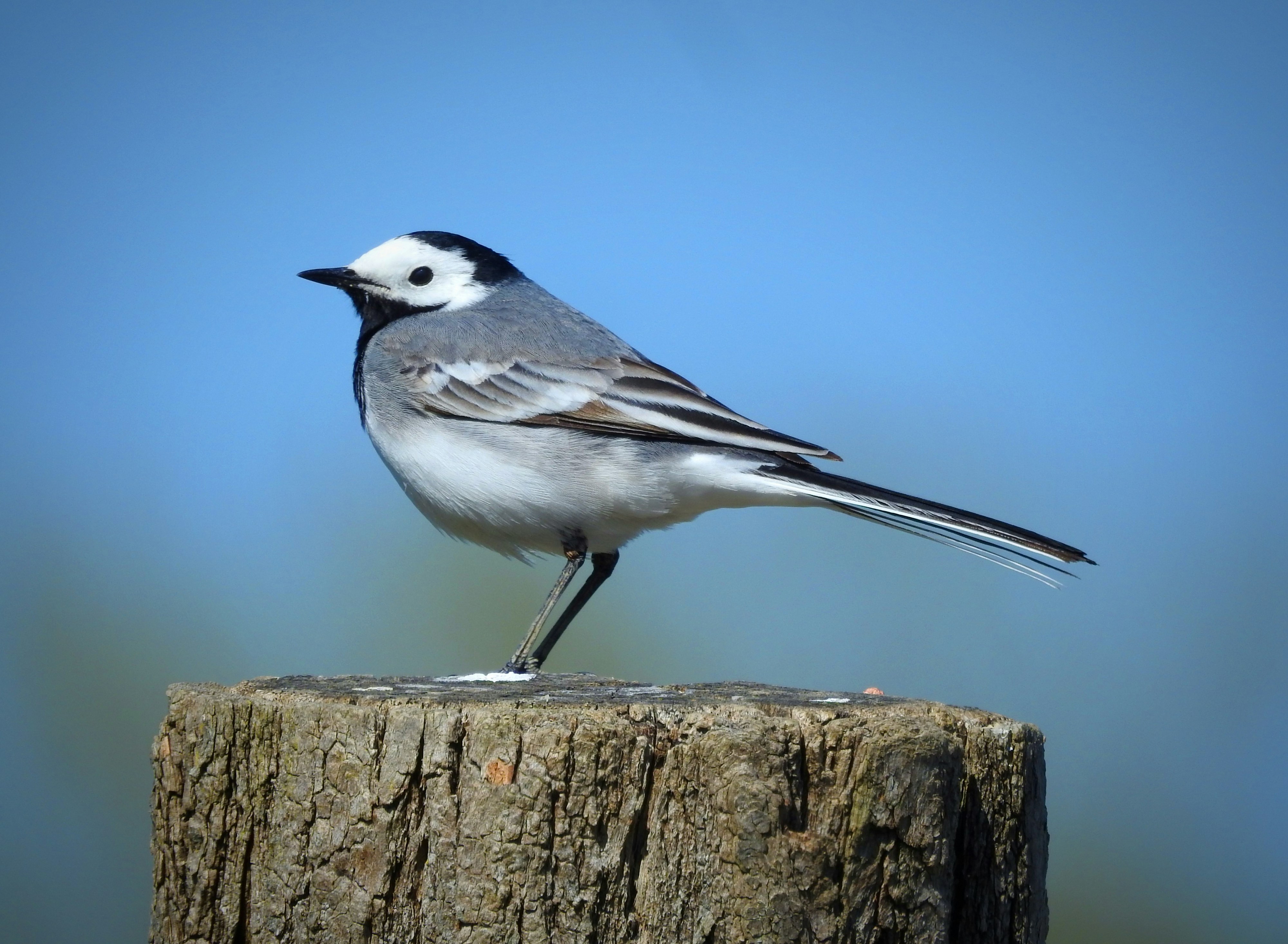 A white wagtail bird perched on a wooden post.