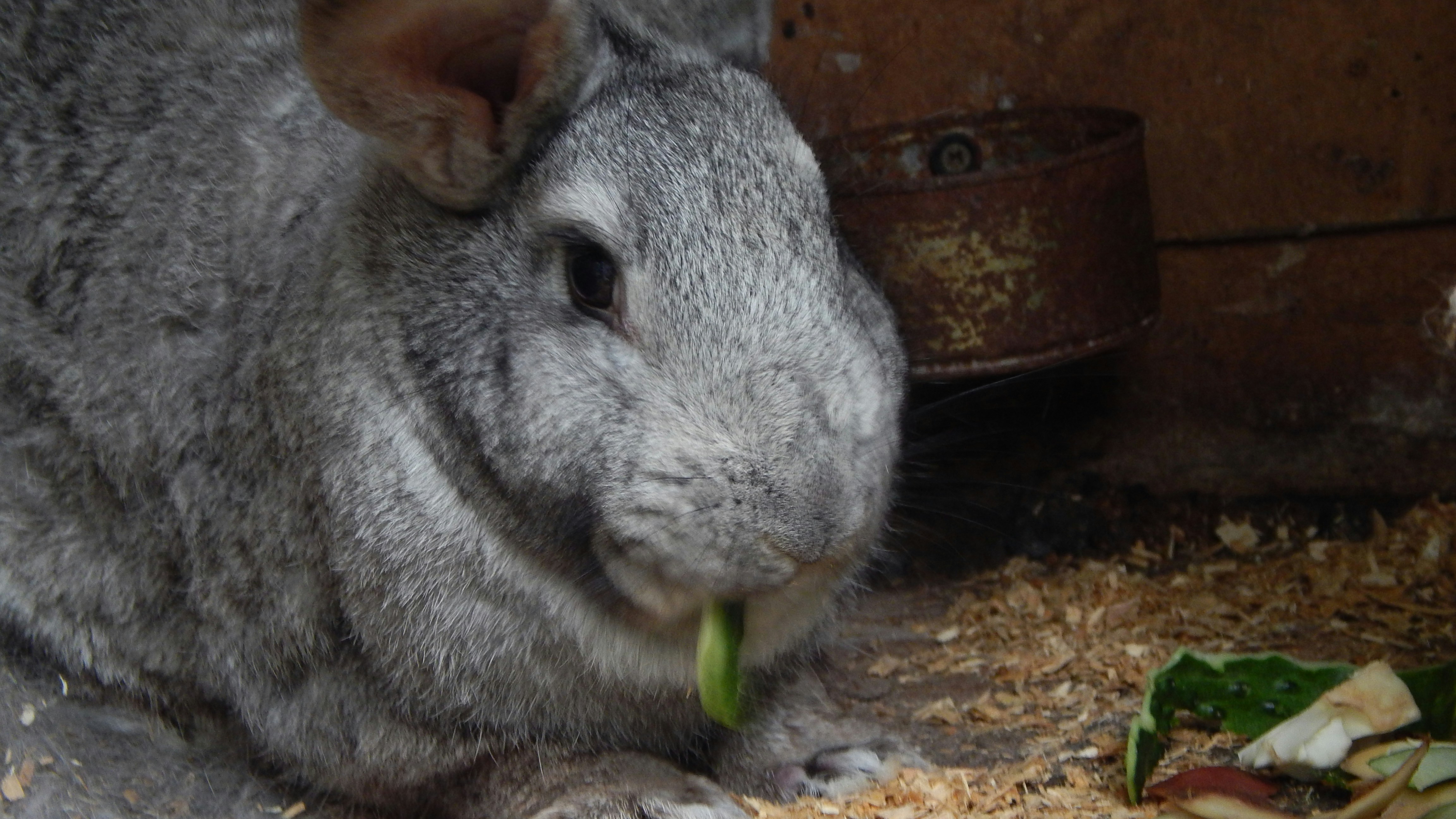 Diet and Feeding Hygiene Tips for Small Pets Complete Guide